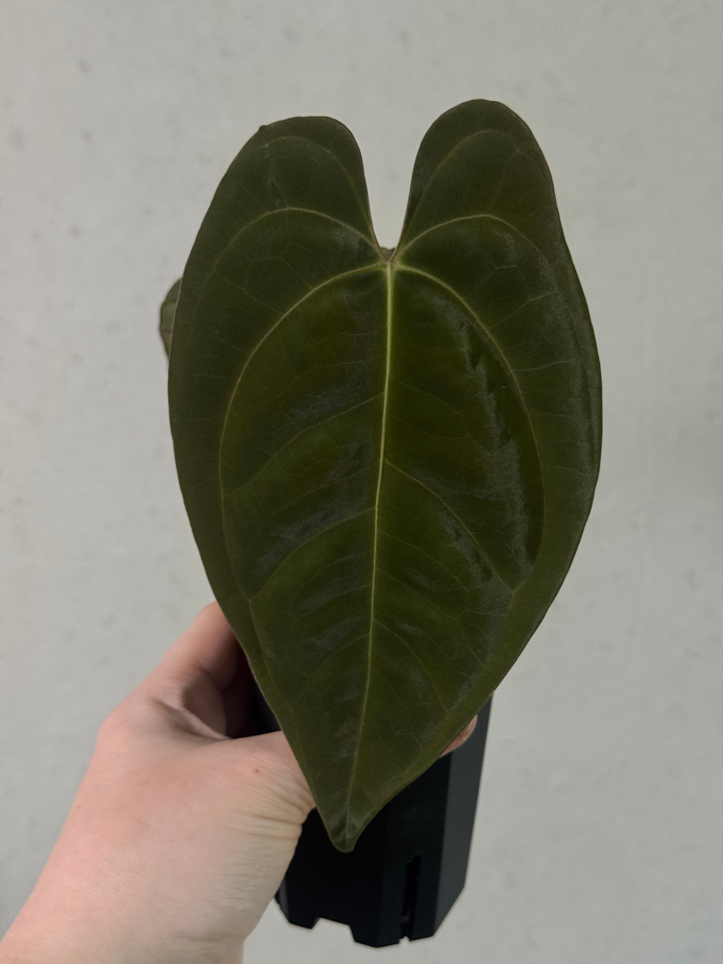 Anthurium Goliath S1 clone plant by SMUKHI, showcasing lush green leaves and vibrant red spathes in a healthy potted plant.