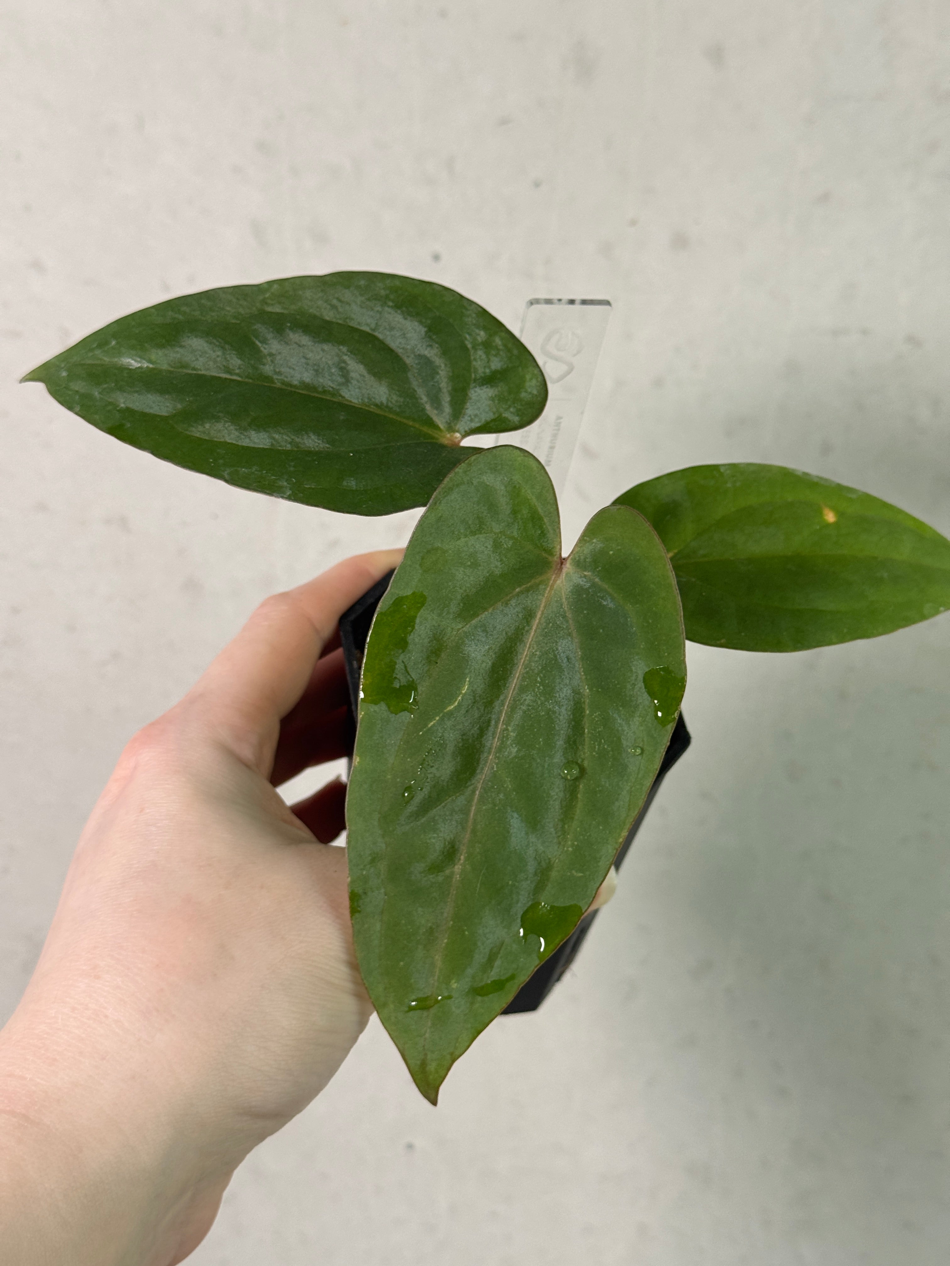 Anthurium (Kunayalense PM7 x Papillilaminum 'Swamp Bunny') x (Dressleri F2 x Carlablackiae 'Amanda')