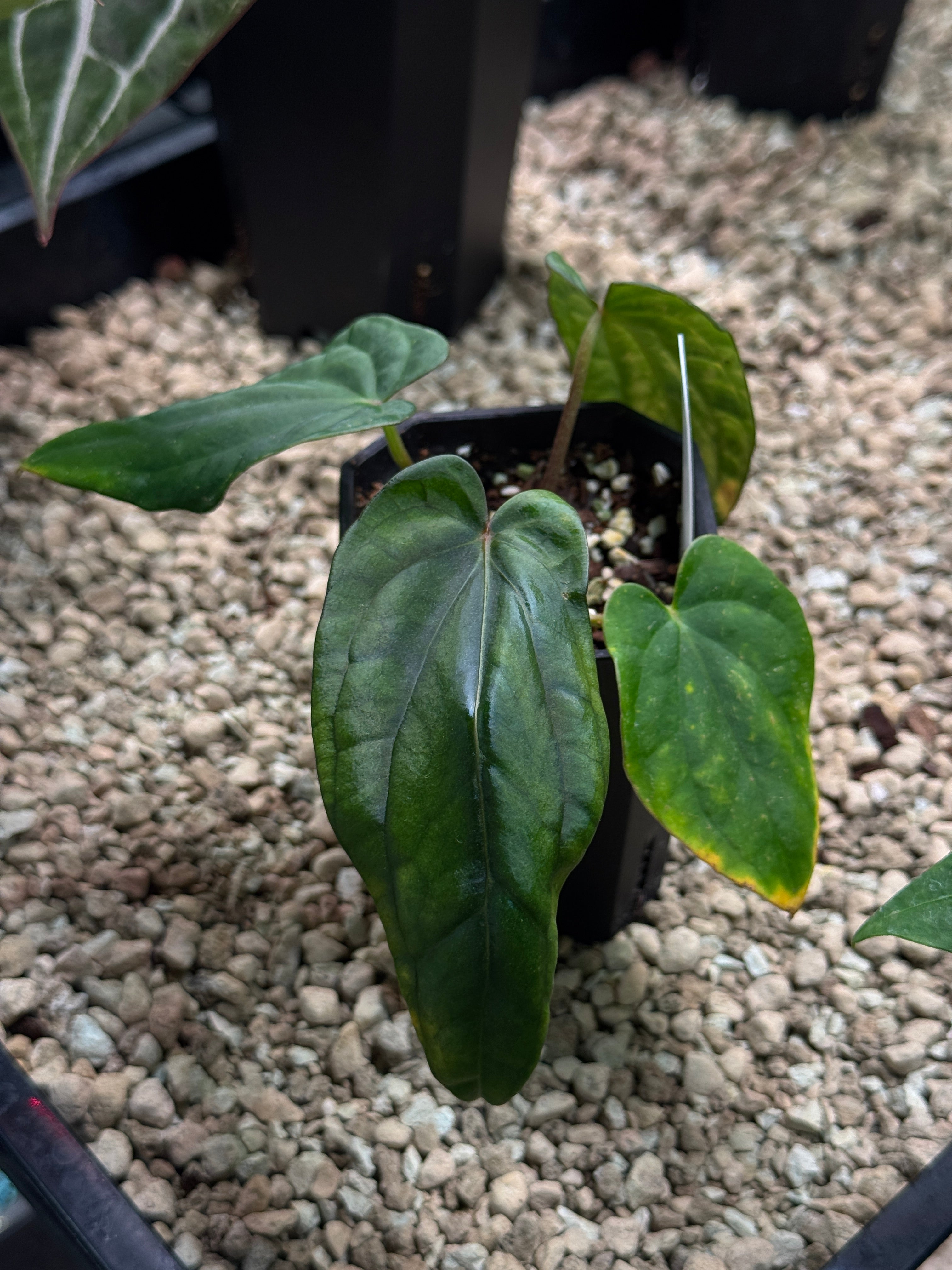 Anthurium Dressleri NSE 'Obsidian' x RG