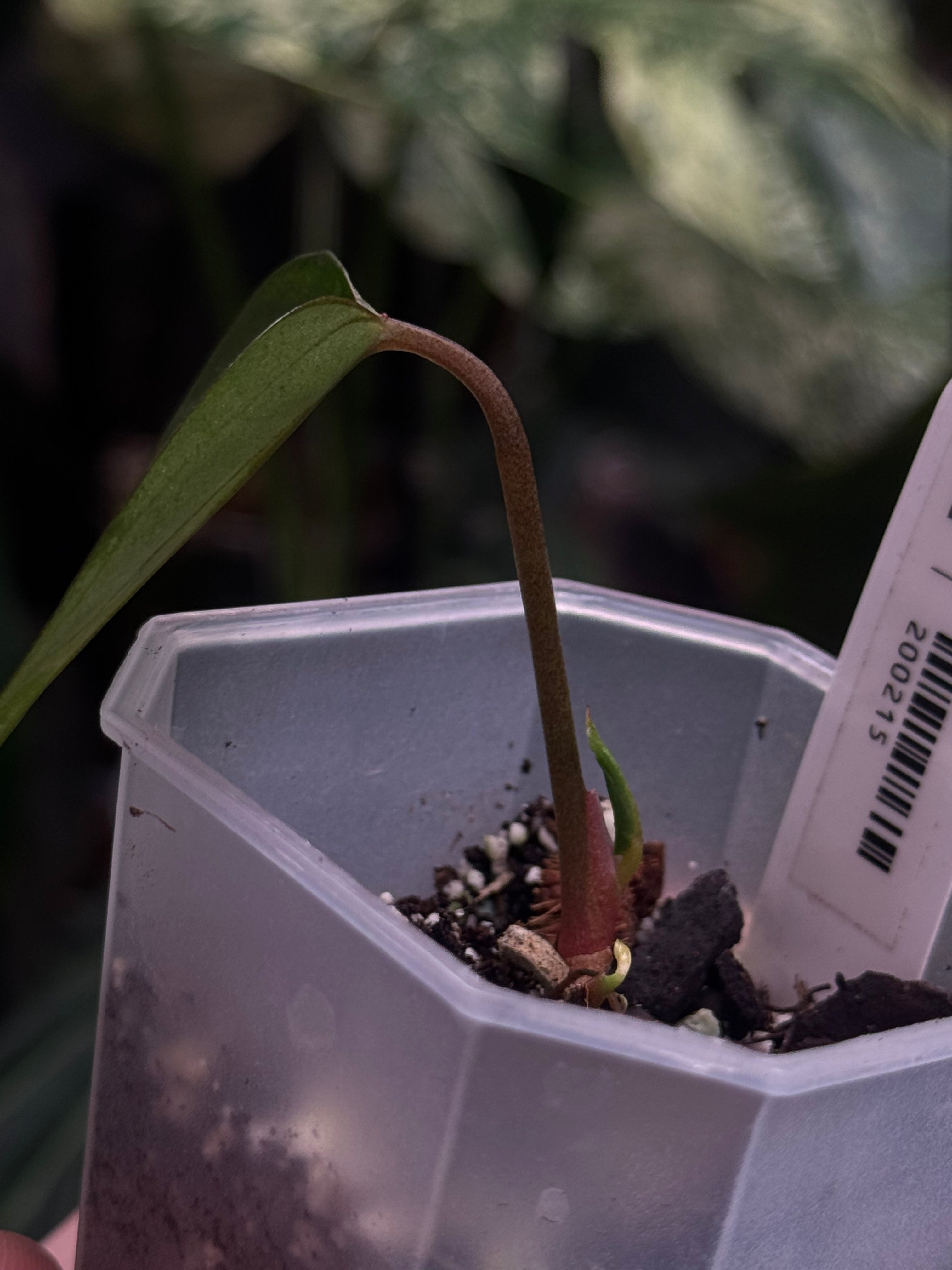 Anthurium Ace Of Spades Dark Form (SKG) F1