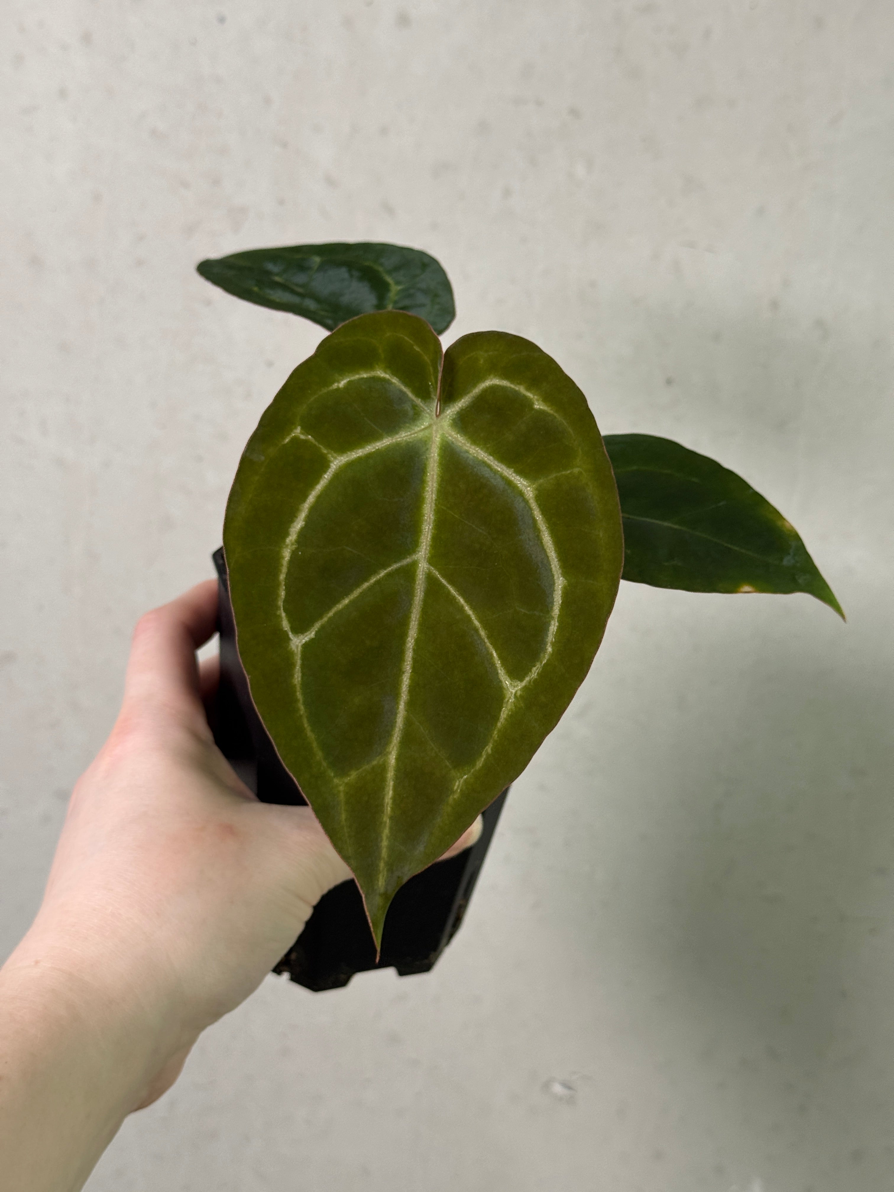 Anthurium Enid’s bench x ‘Stripey Mag’ - Clone