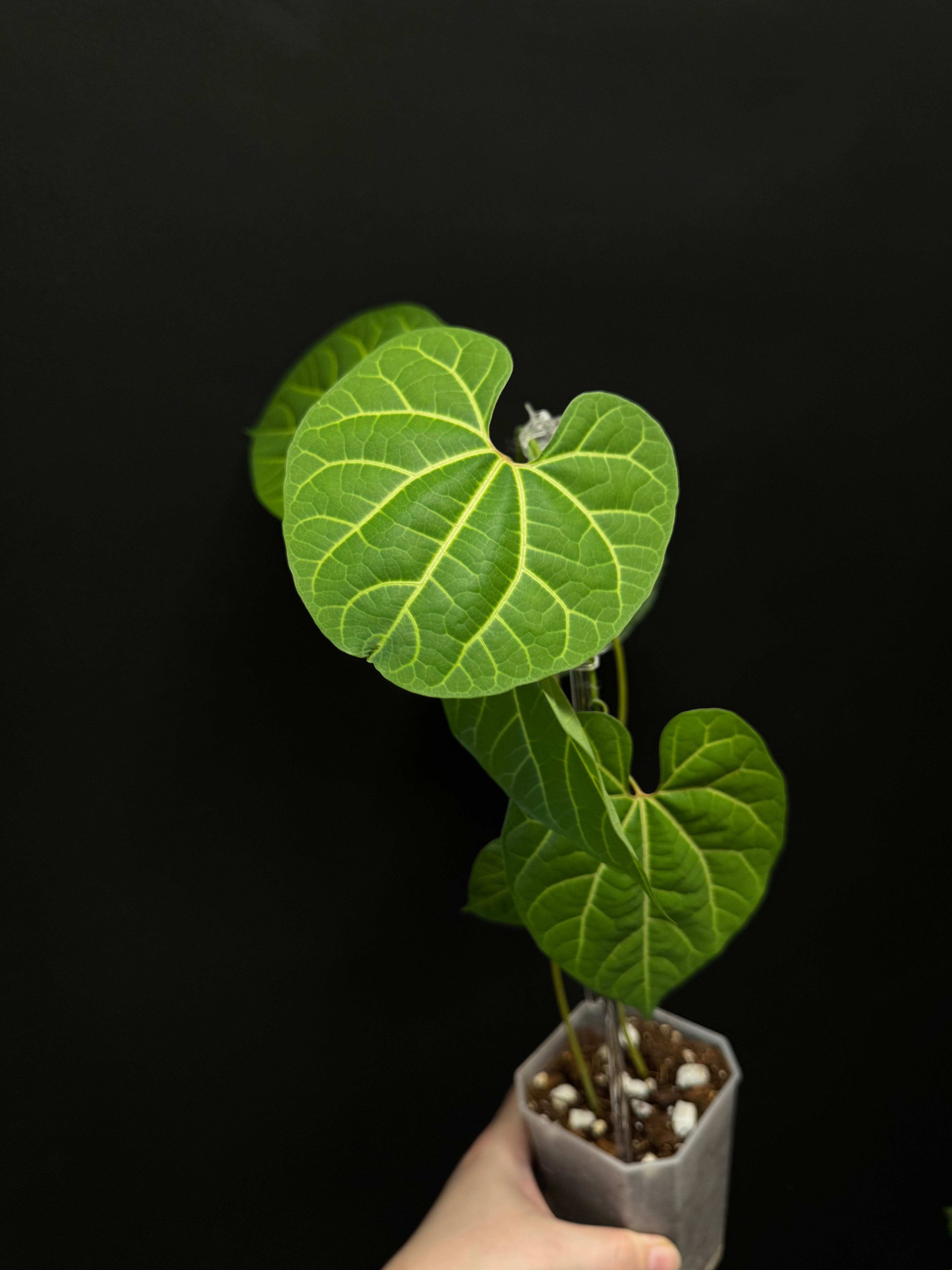 Aristolochia Leuconeura