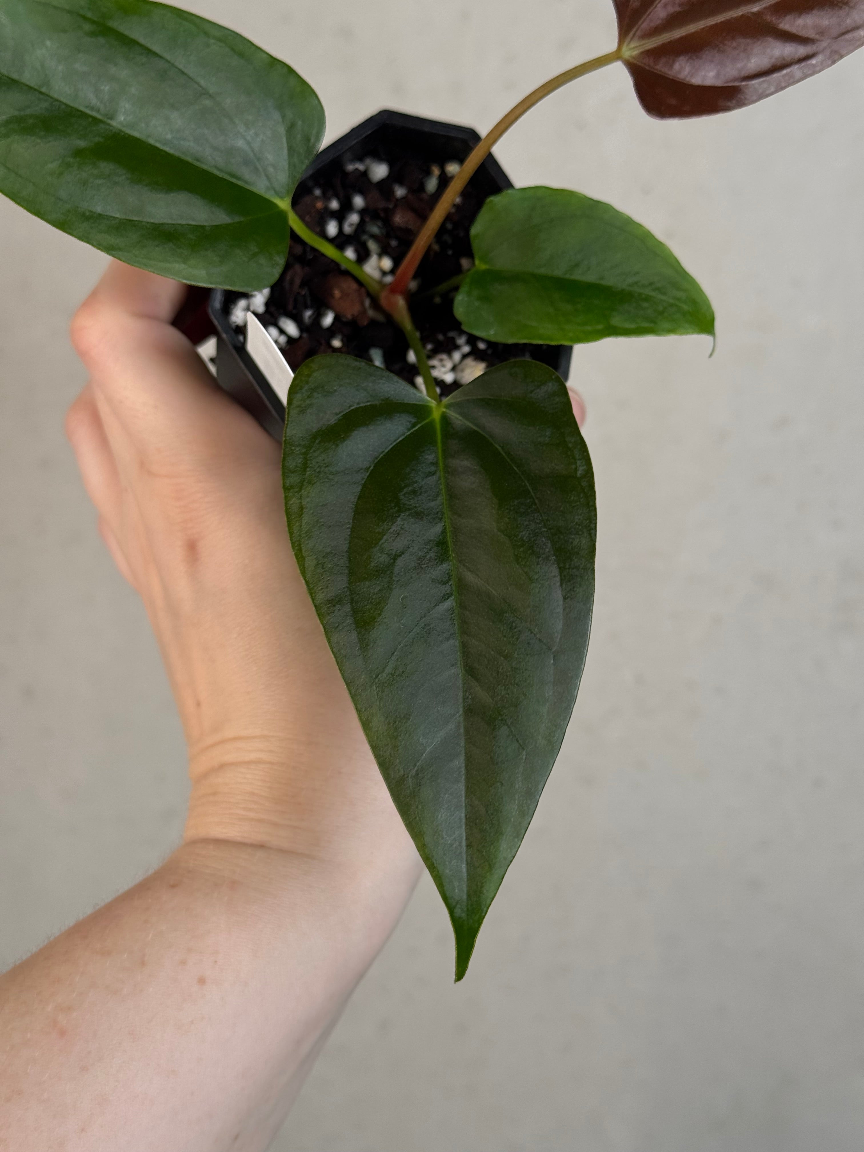 Anthurium Indo Portillae x self