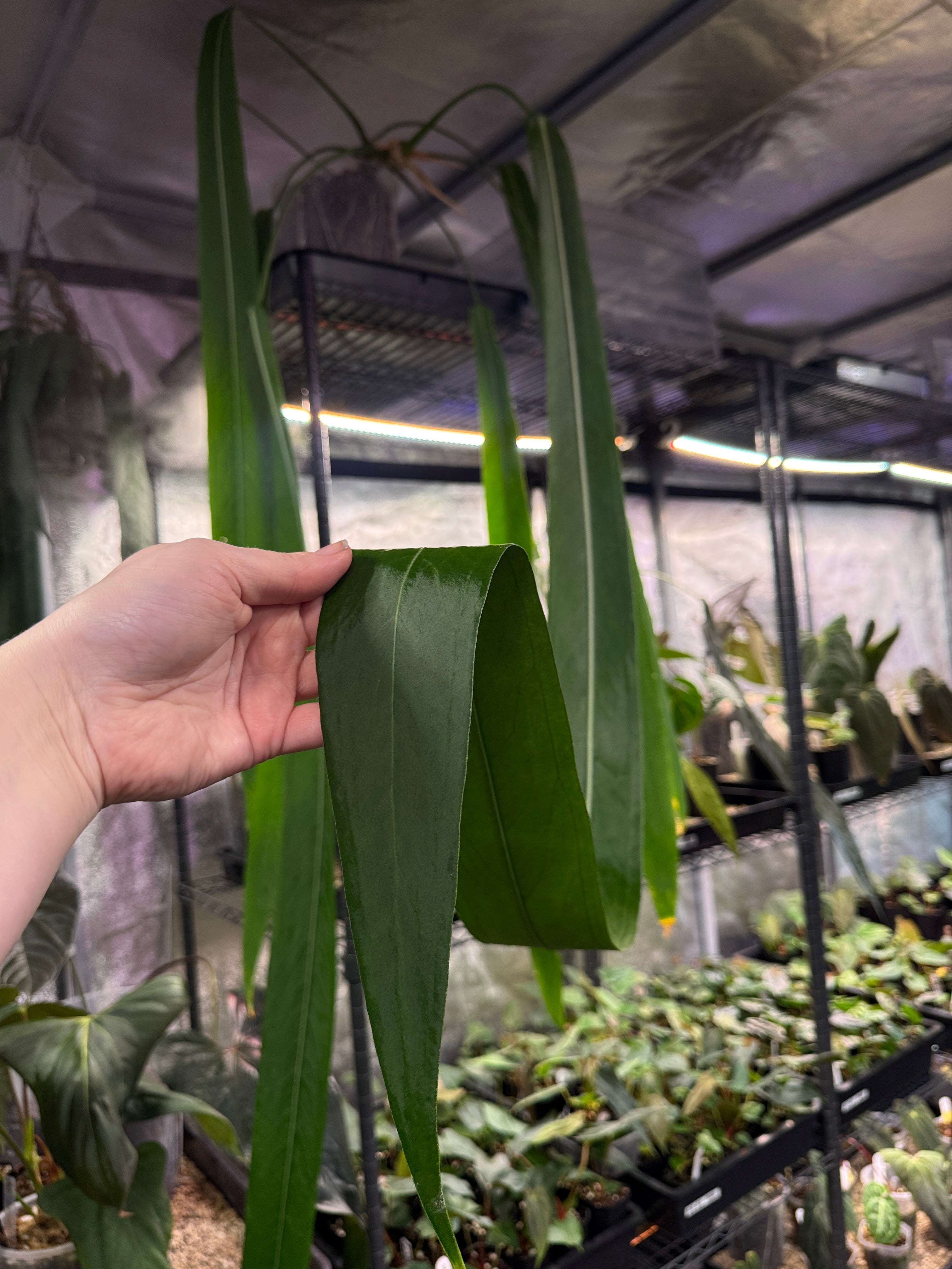 Anthurium Pallidiflorum