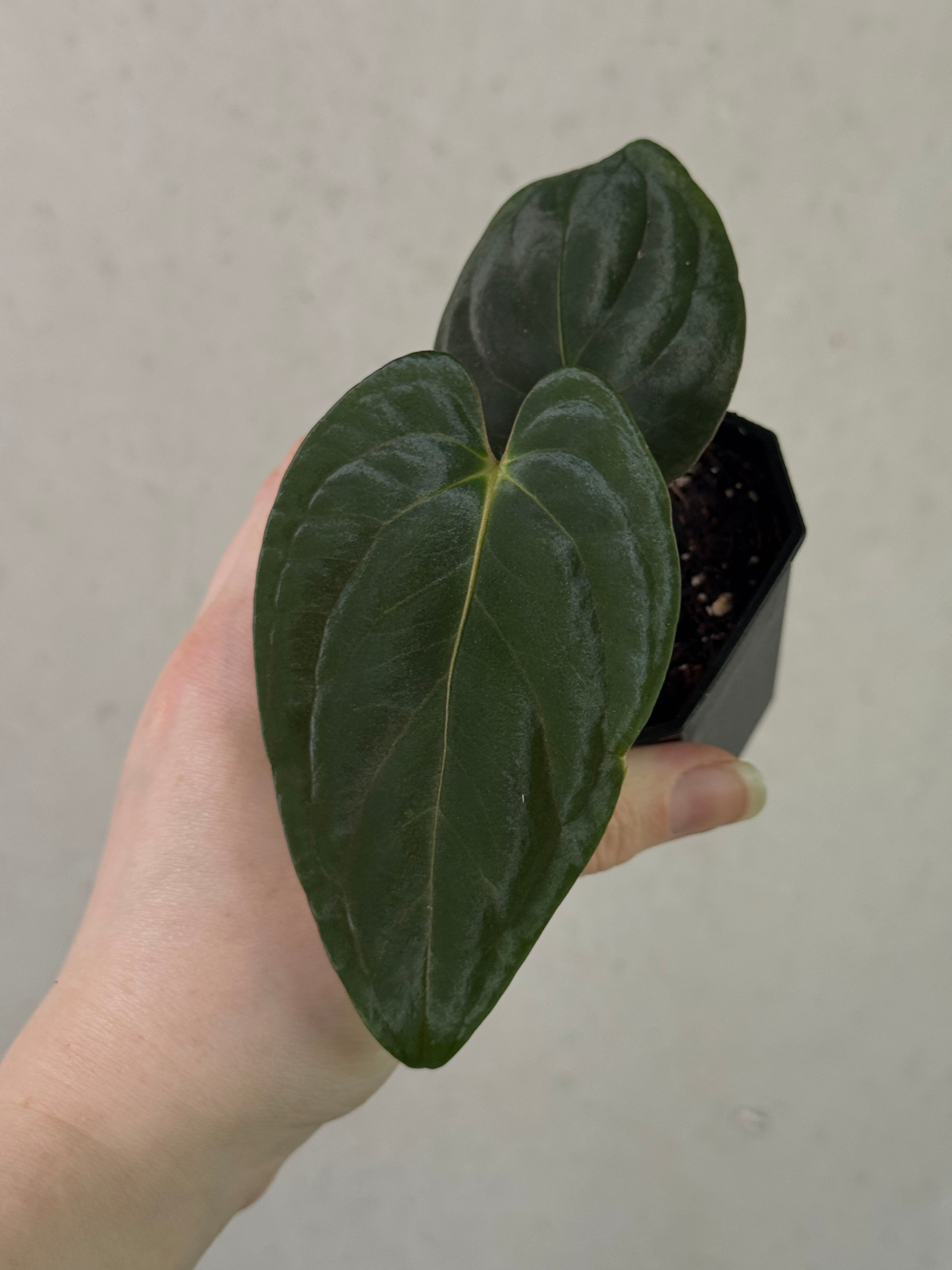 Anthurium Dark Phoenix x Goliath - Clone