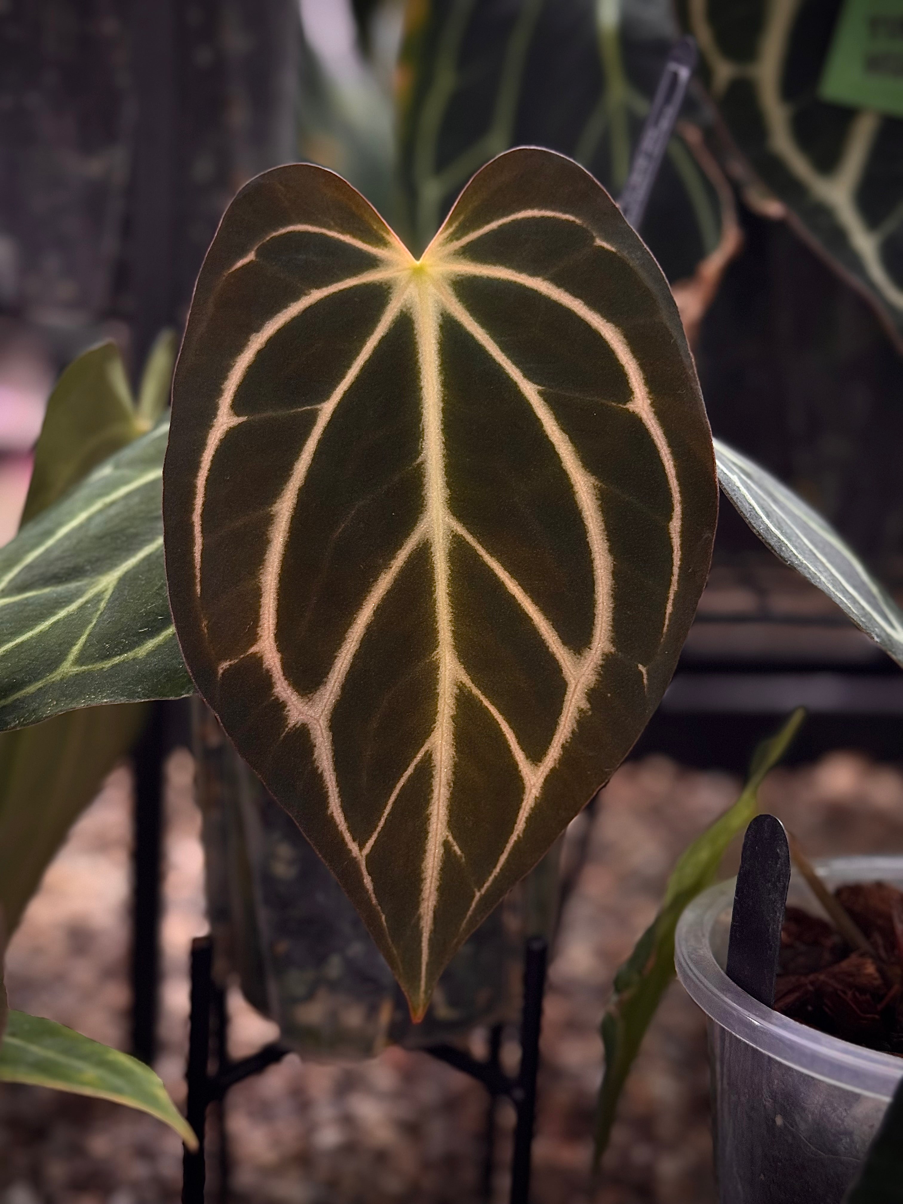NFS: Anthurium Carlablackiae 'Peter Parker' (RA5 x RA10) S1