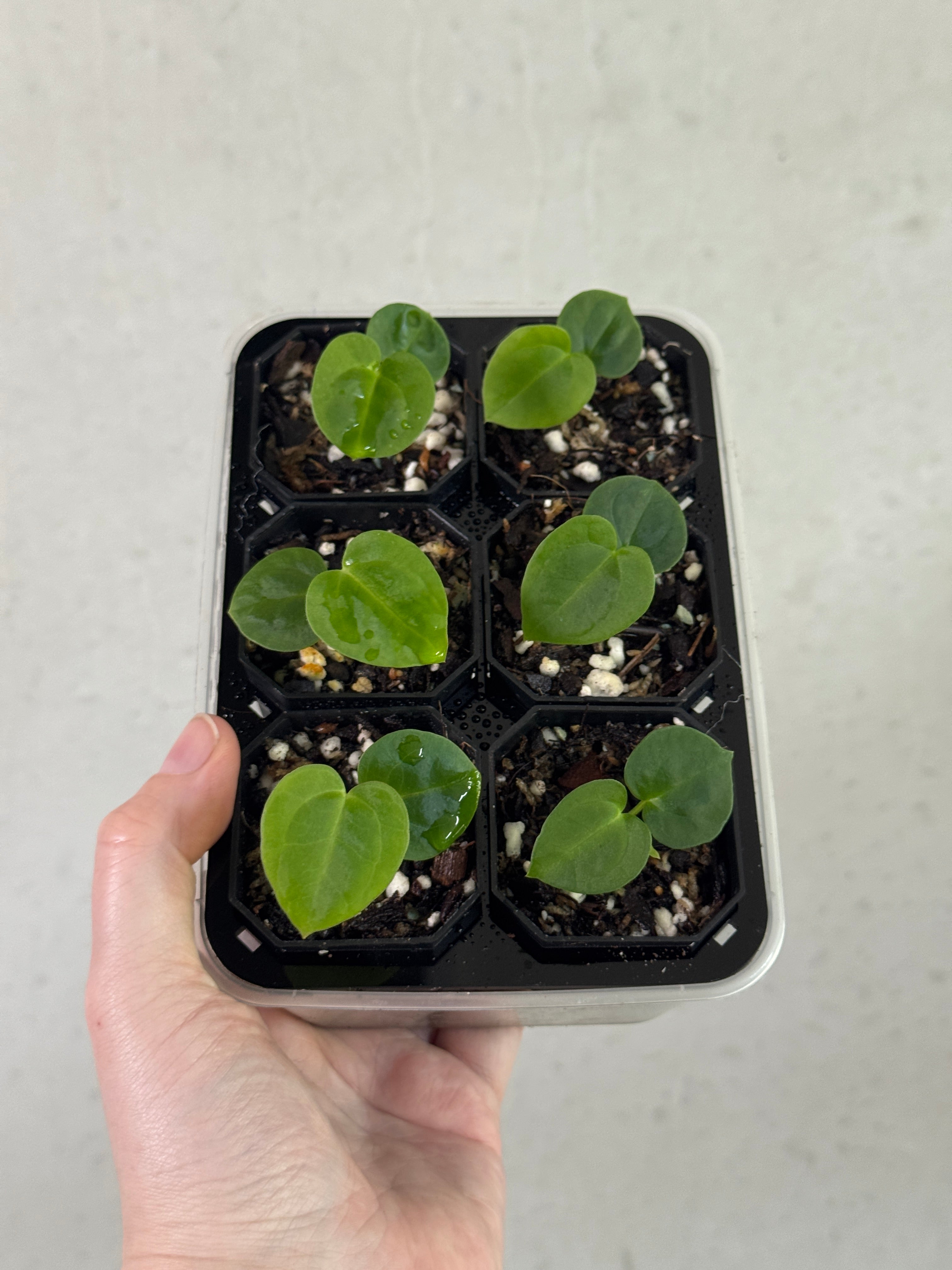 SMUKHI Anthurium Michelle plant with glossy green leaves and vibrant red flowers, showcasing a hybrid of Carlablackiae and BVEP.