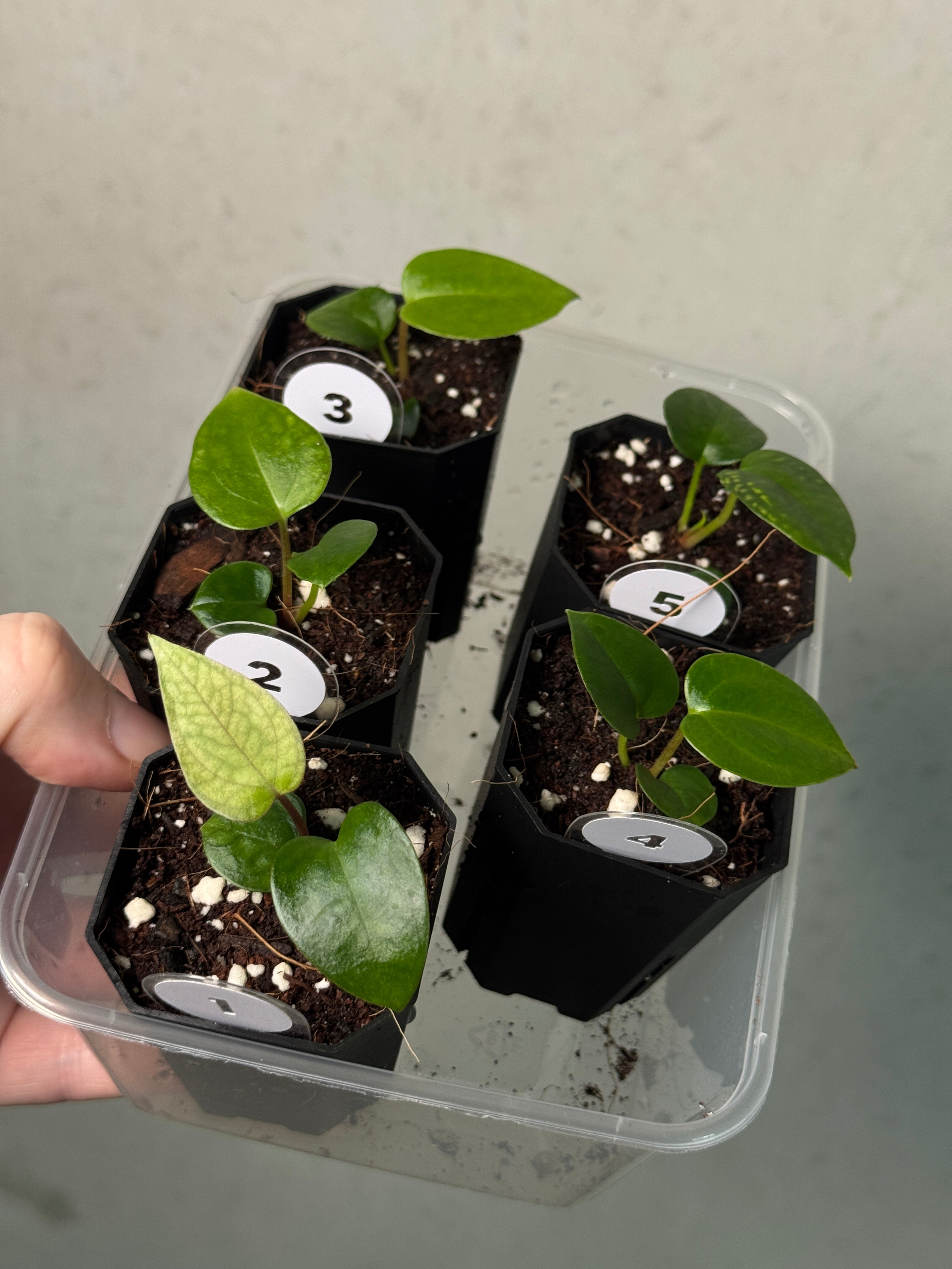 Anthurium (Papillilaminum 'Marie' x 'IL') x (Carlablackiae RD3 x FSxRL ‘Grim Reaper’) - SMUKHI