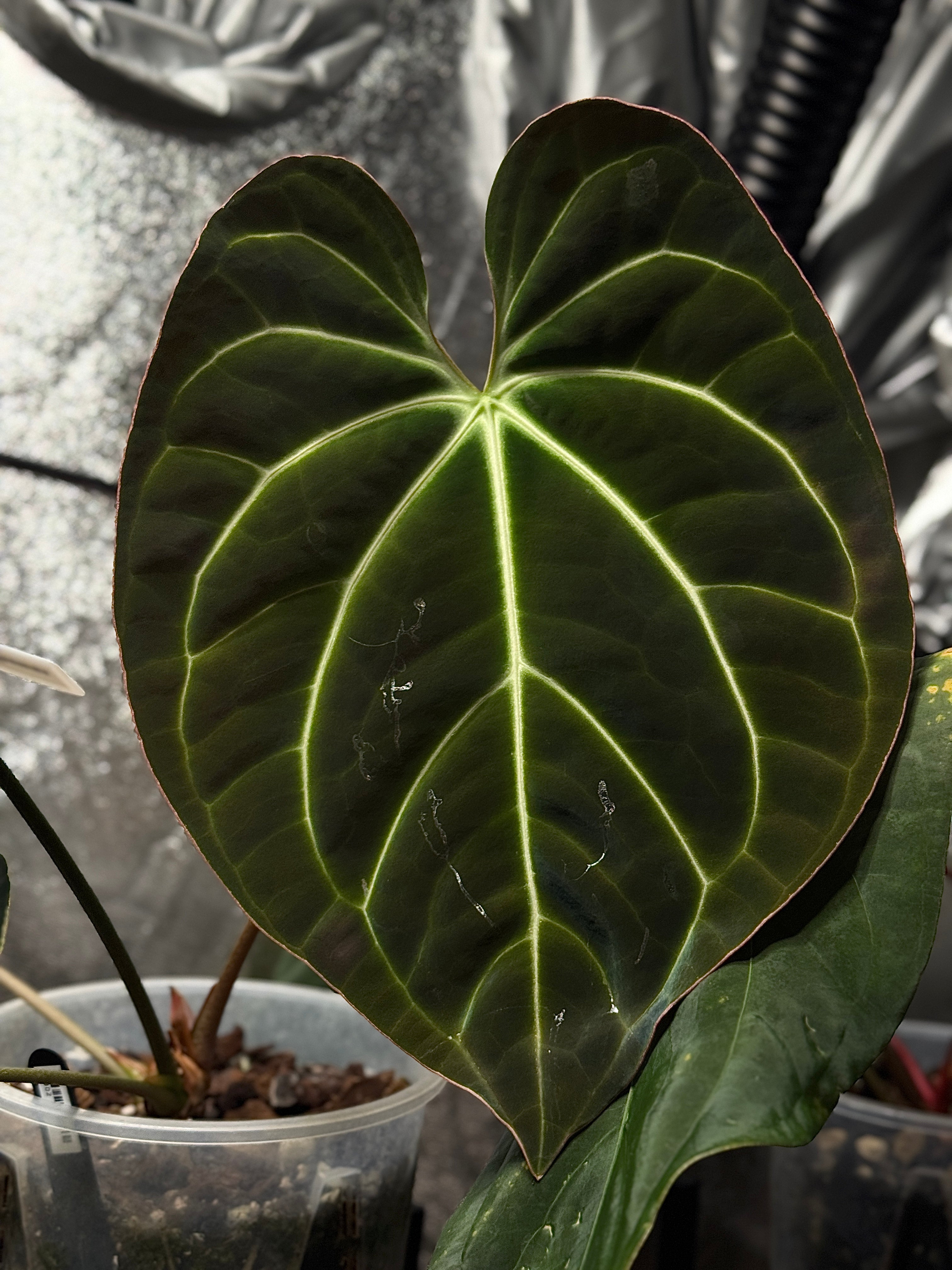 Close-up of a lush Anthurium Besseae plant from the Private Collection with vibrant green leaves and distinctive red spathes.
