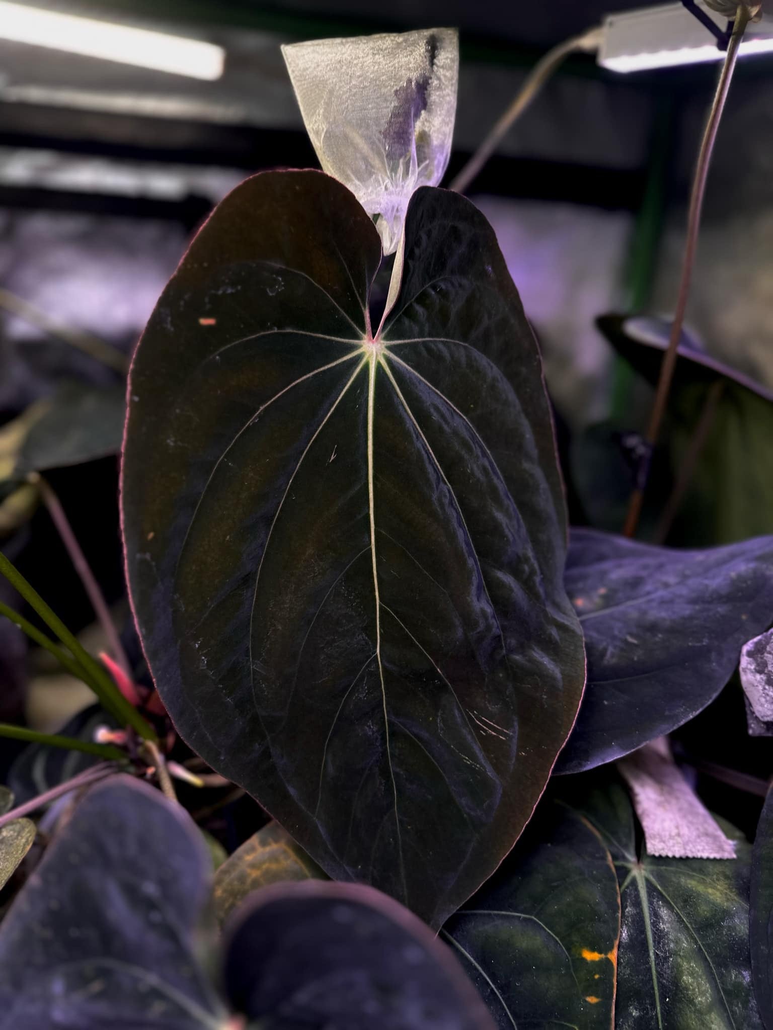 Anthurium Antolakii / BVEP (Round x RA1) x Dressleri NSE 'Obsidian'