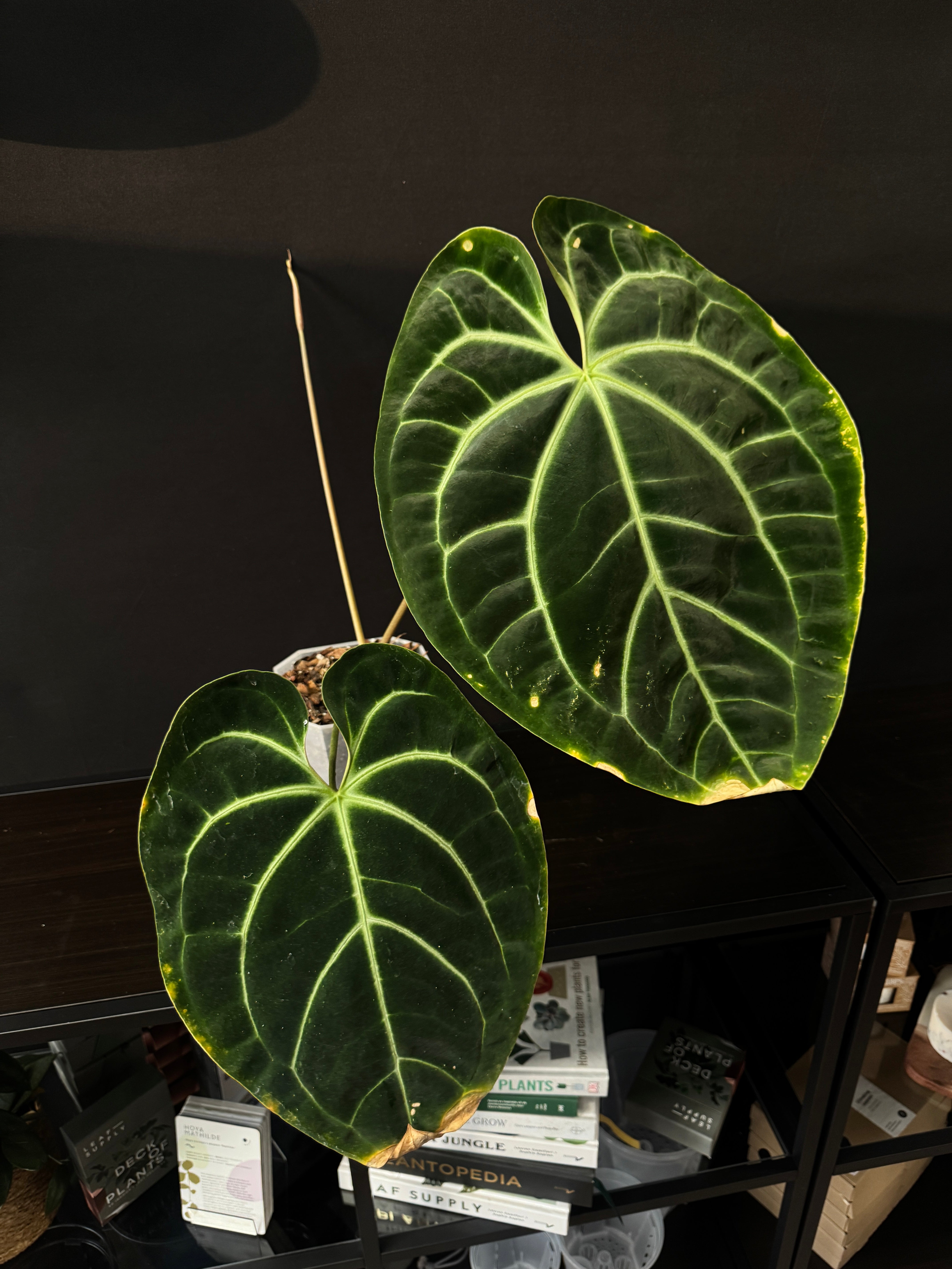 Anthurium Besseae aff [B-Grade] (flowering)