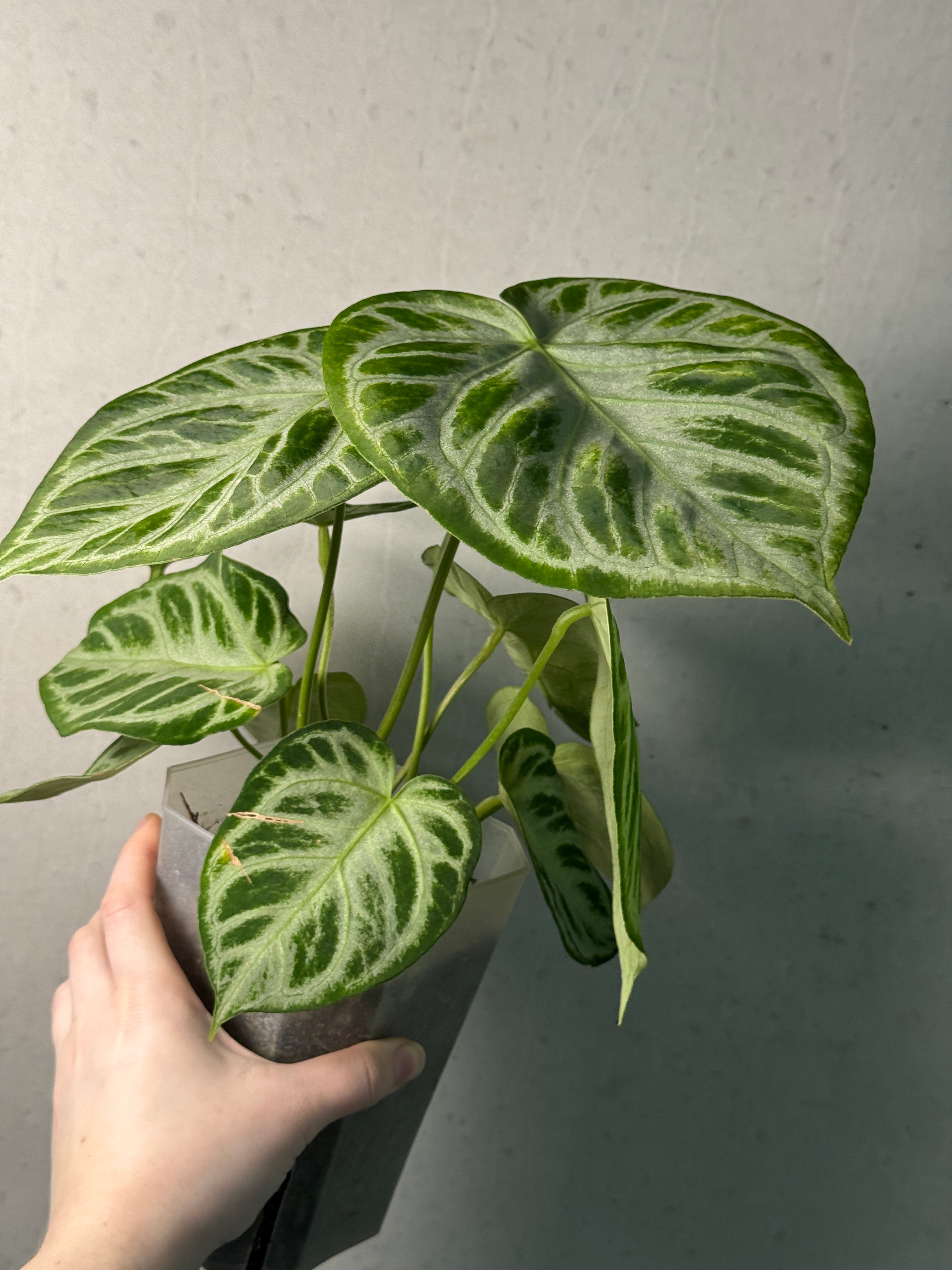 Anthurium 'Silver Blush' - SMUKHI