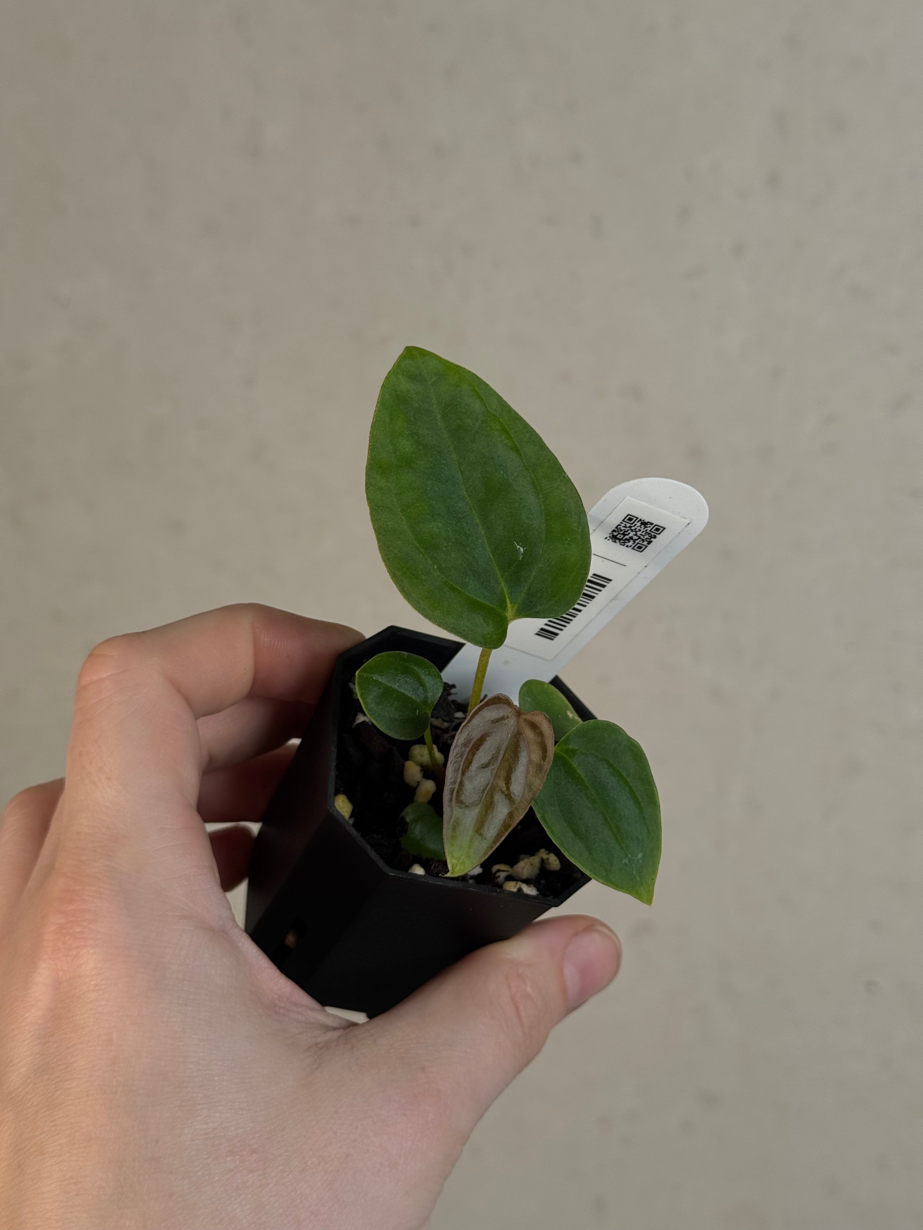 Anthurium BVEP ('Oliver' x self) x (‘Round' x 'Felix')