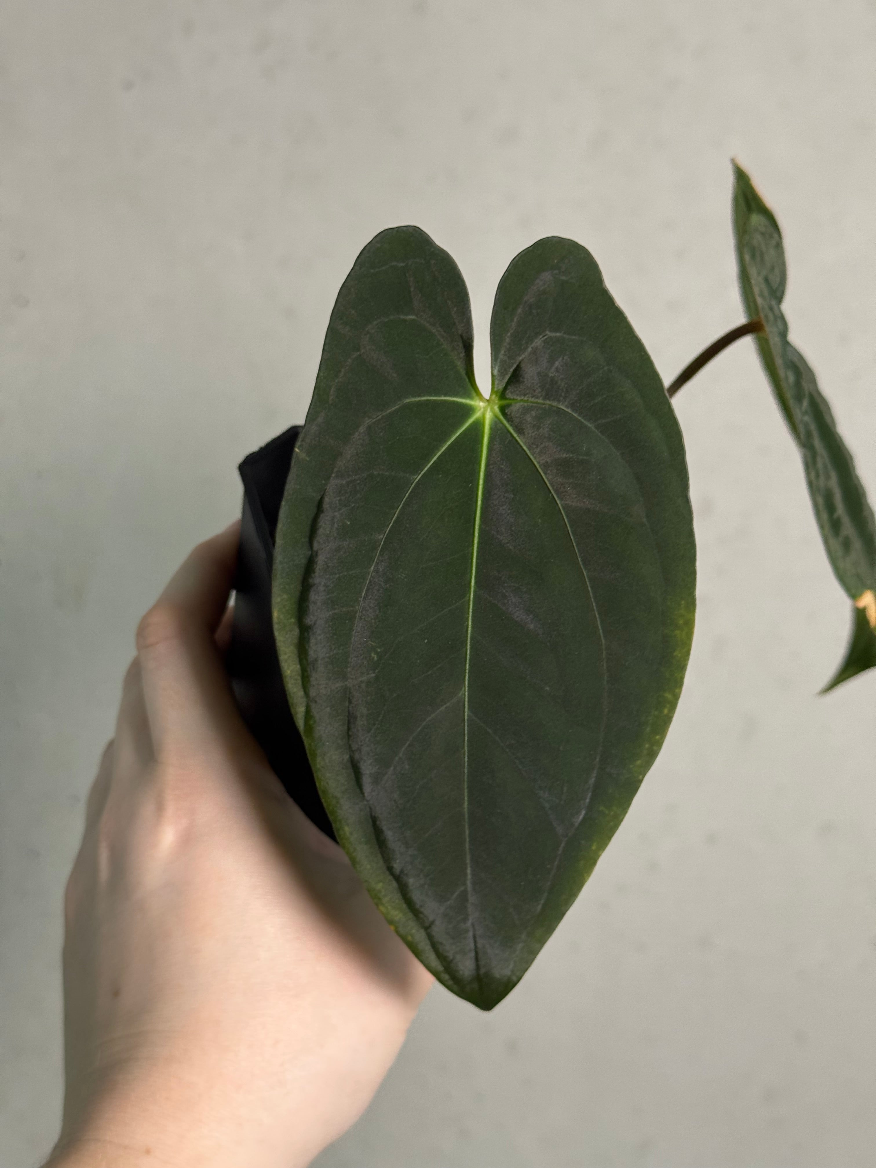 Anthurium Dark Phoenix - Clone - SMUKHI