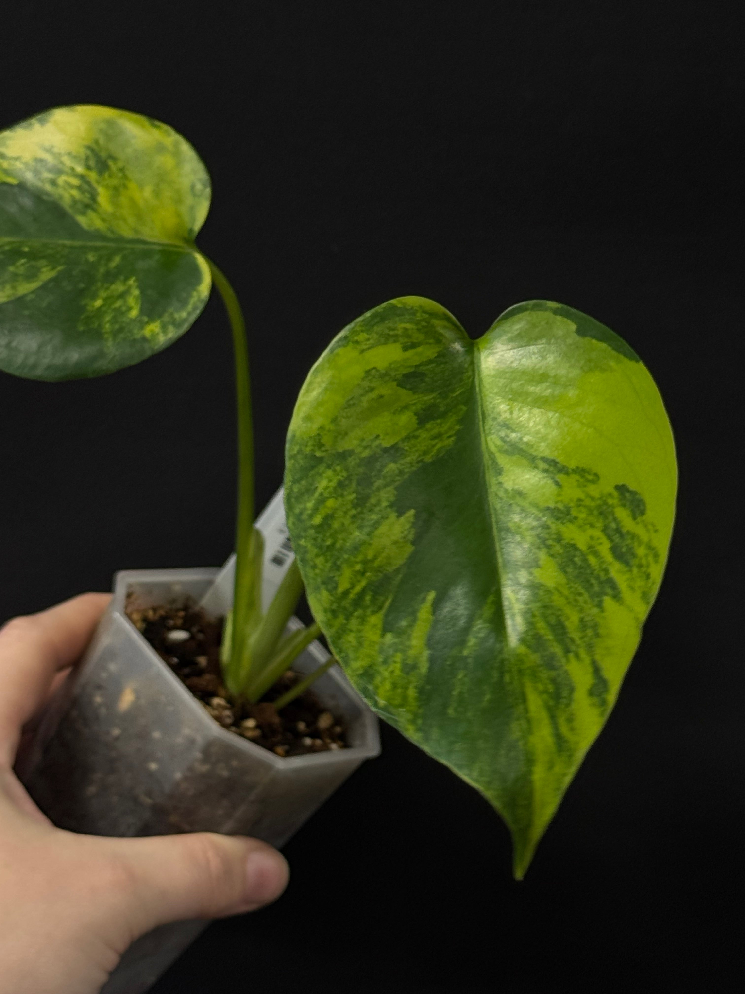 Monstera Yellow Marilyn