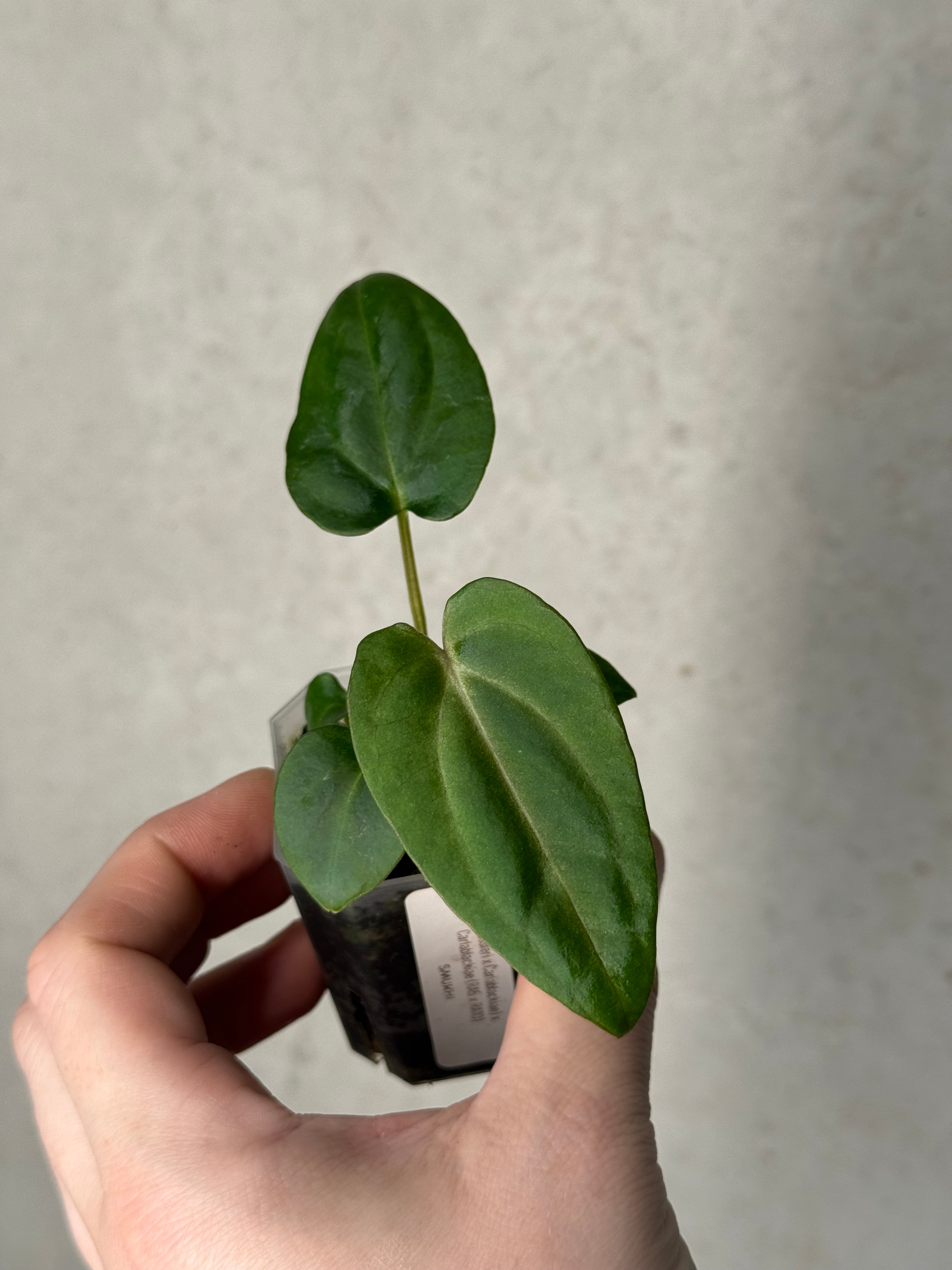 Anthurium (Dressleri x Carlablackiae) x Carlablackiae (RA5 x RA10)