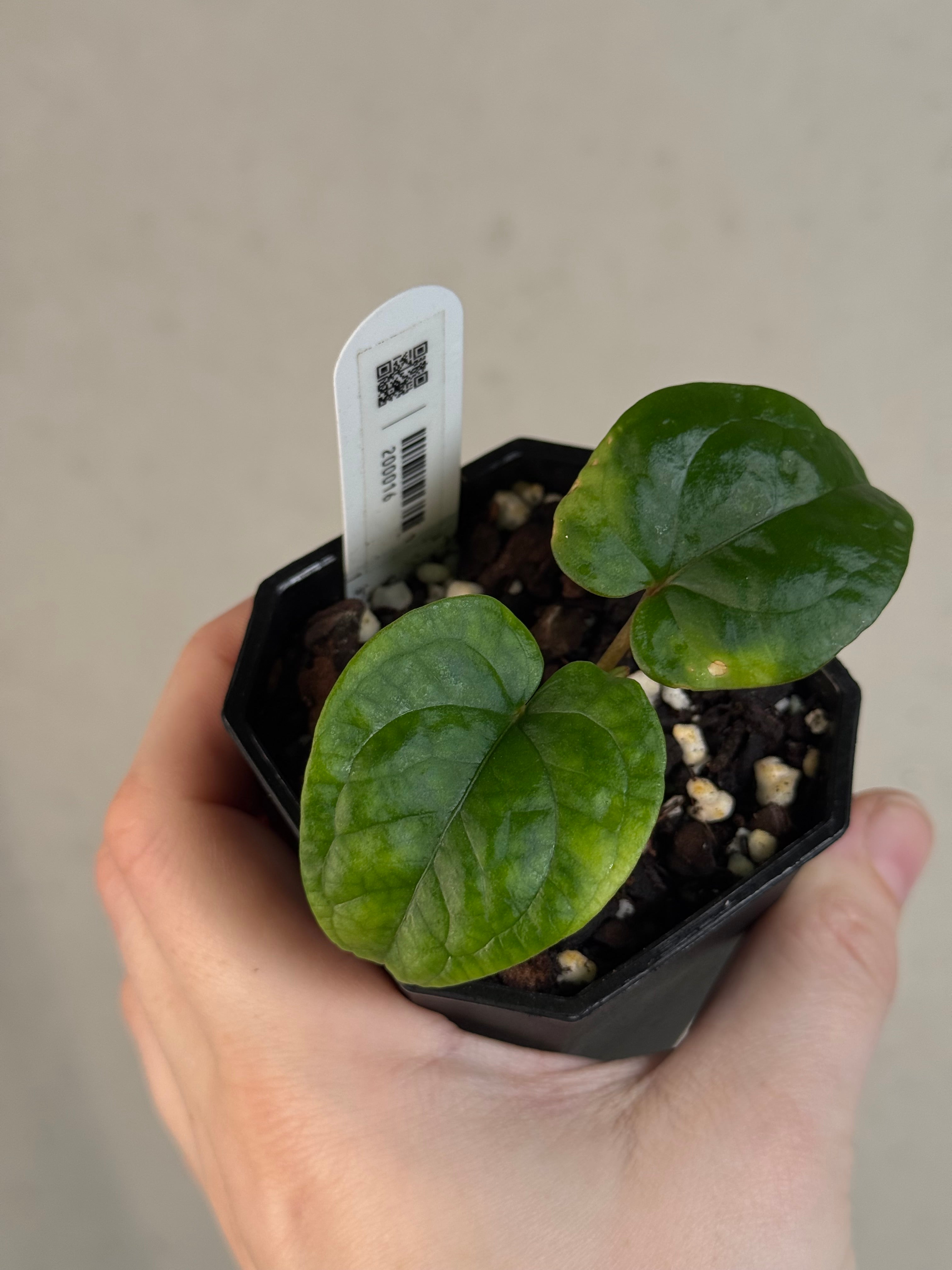 Anthurium Kunayalense F1 - Clone