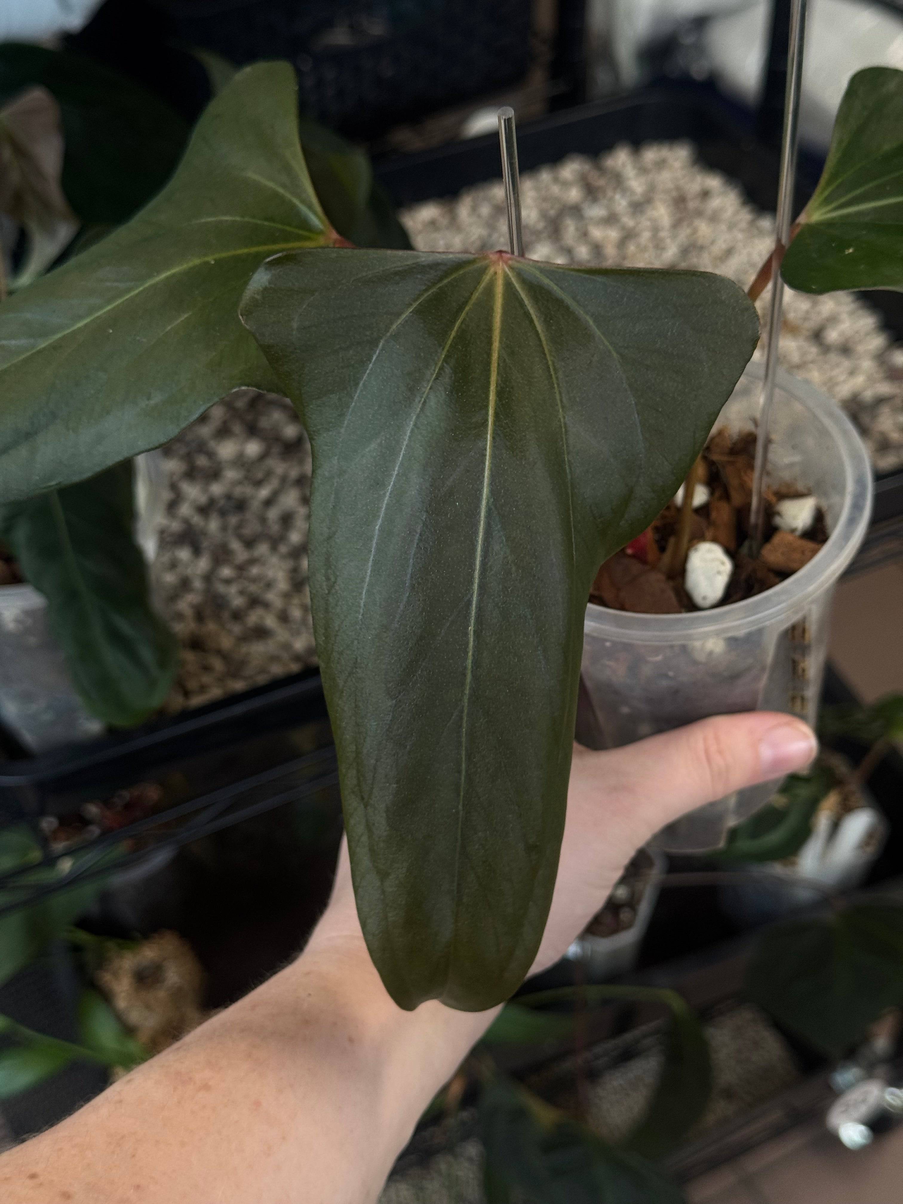 Anthurium ‘Black Sweet’ #2 - Clone - SMUKHI