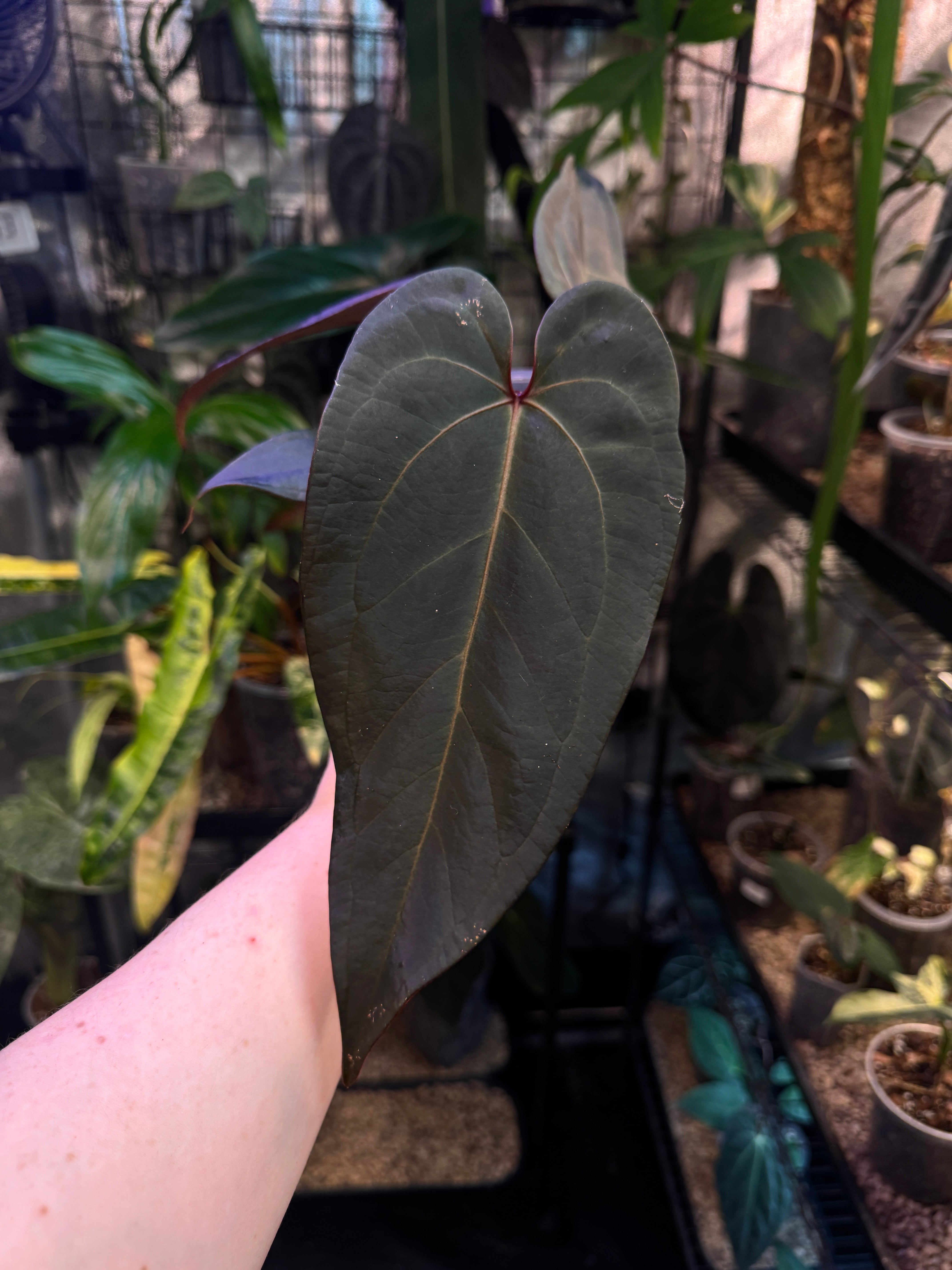 Anthurium Dark & Handsome '9' X Red Velvet Cake '24'