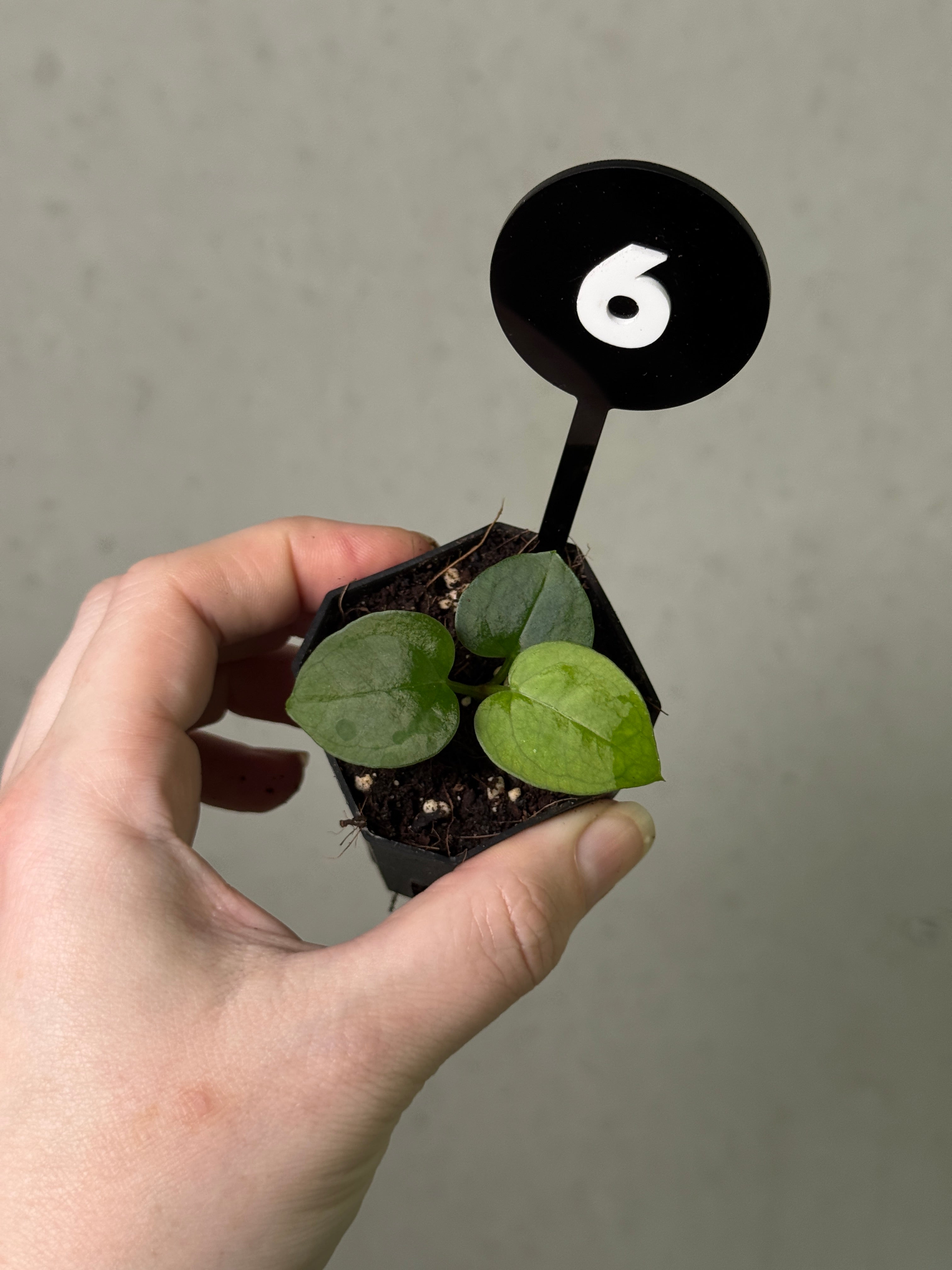 ドクダミ 新商品／ BOTANICAL MIST《 ドクダミ｜heart leaf 》 | REAL PLANTS