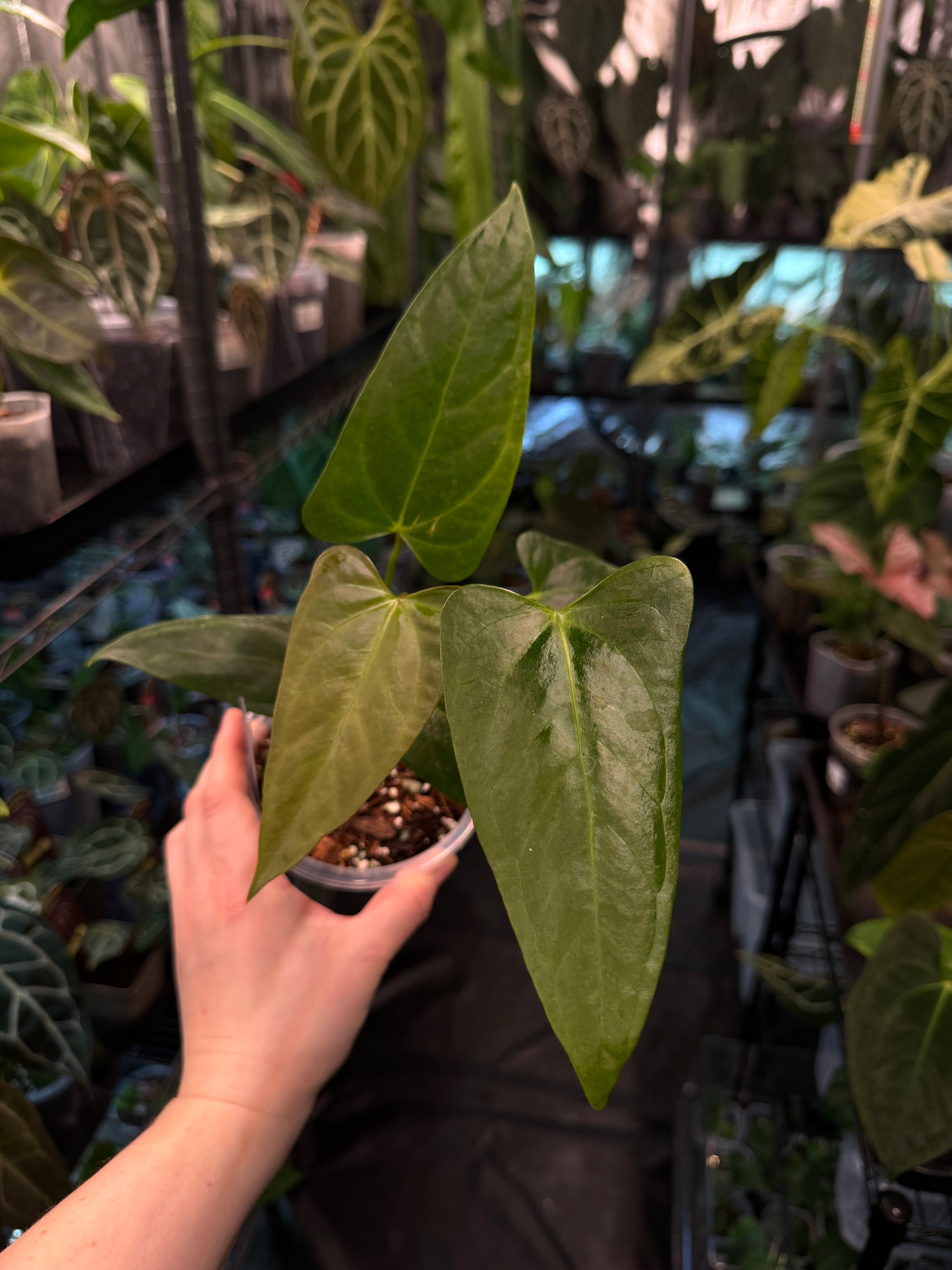 Anthurium Papillilaminum hybrid 'Corduroy' x Velvet Moira