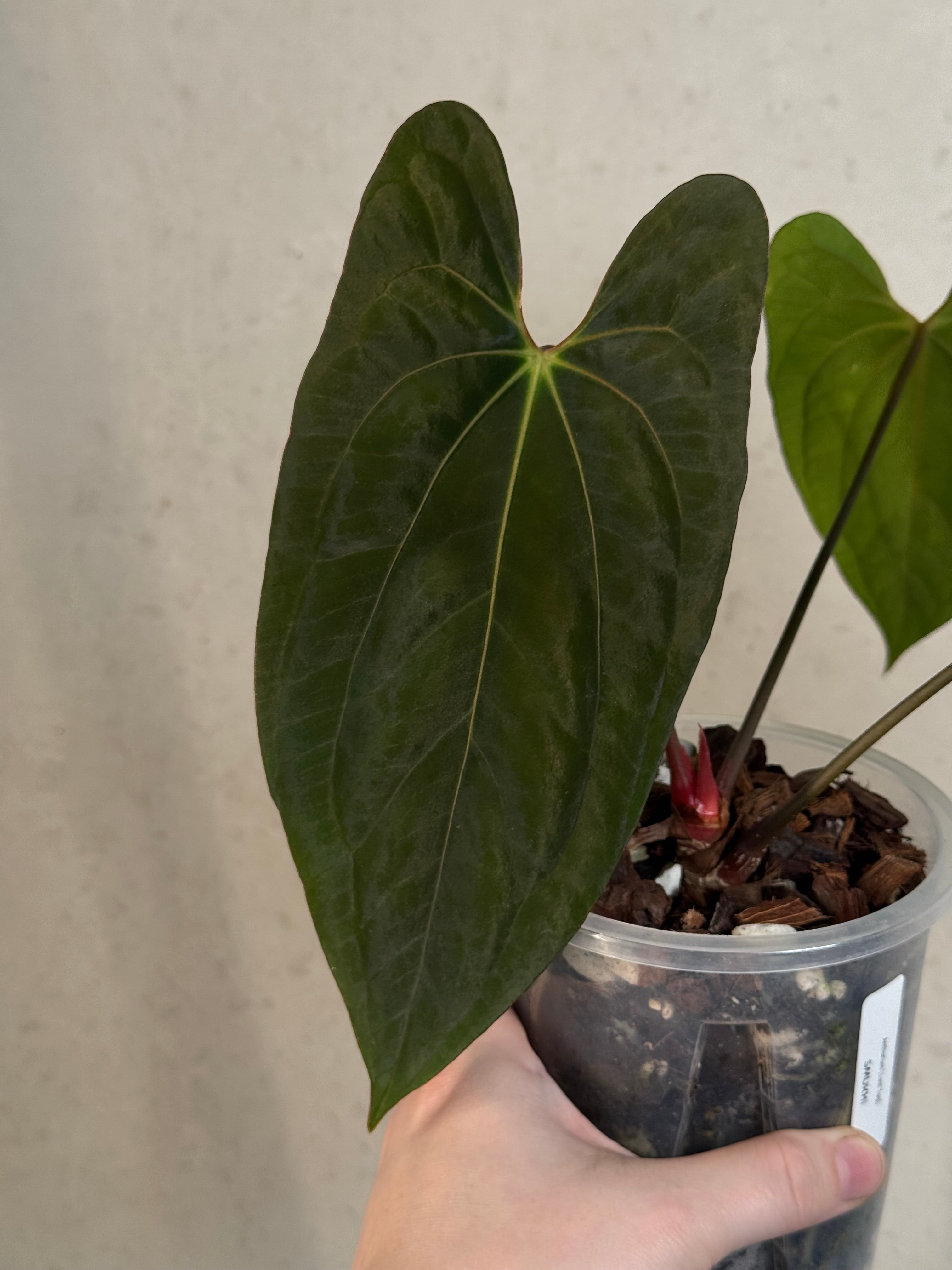 Anthurium ‘Lost Tag’