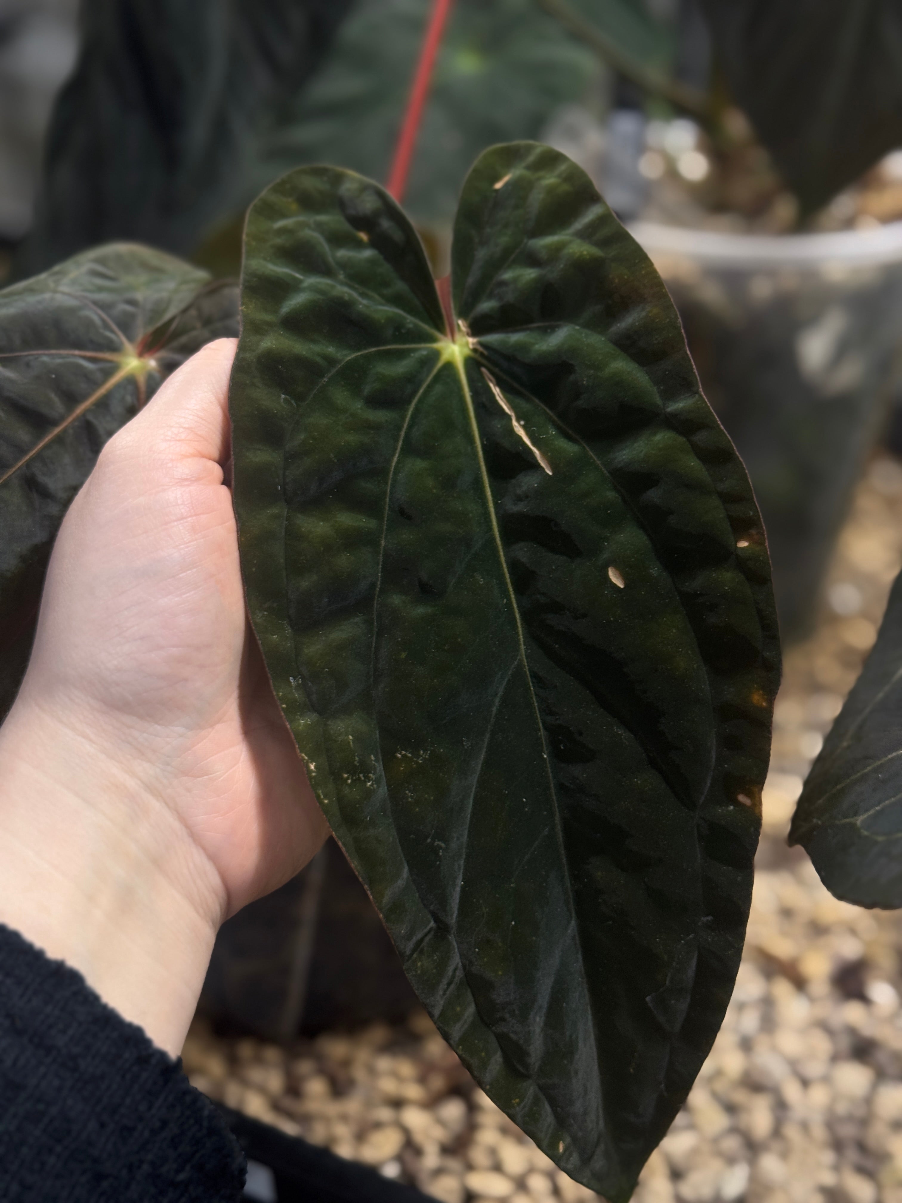 新春セールAnthurium \"Rom's Black\" seedling① Anthurium Dark Phoenix x Papillilaminum Xone – ProtoLeaf
