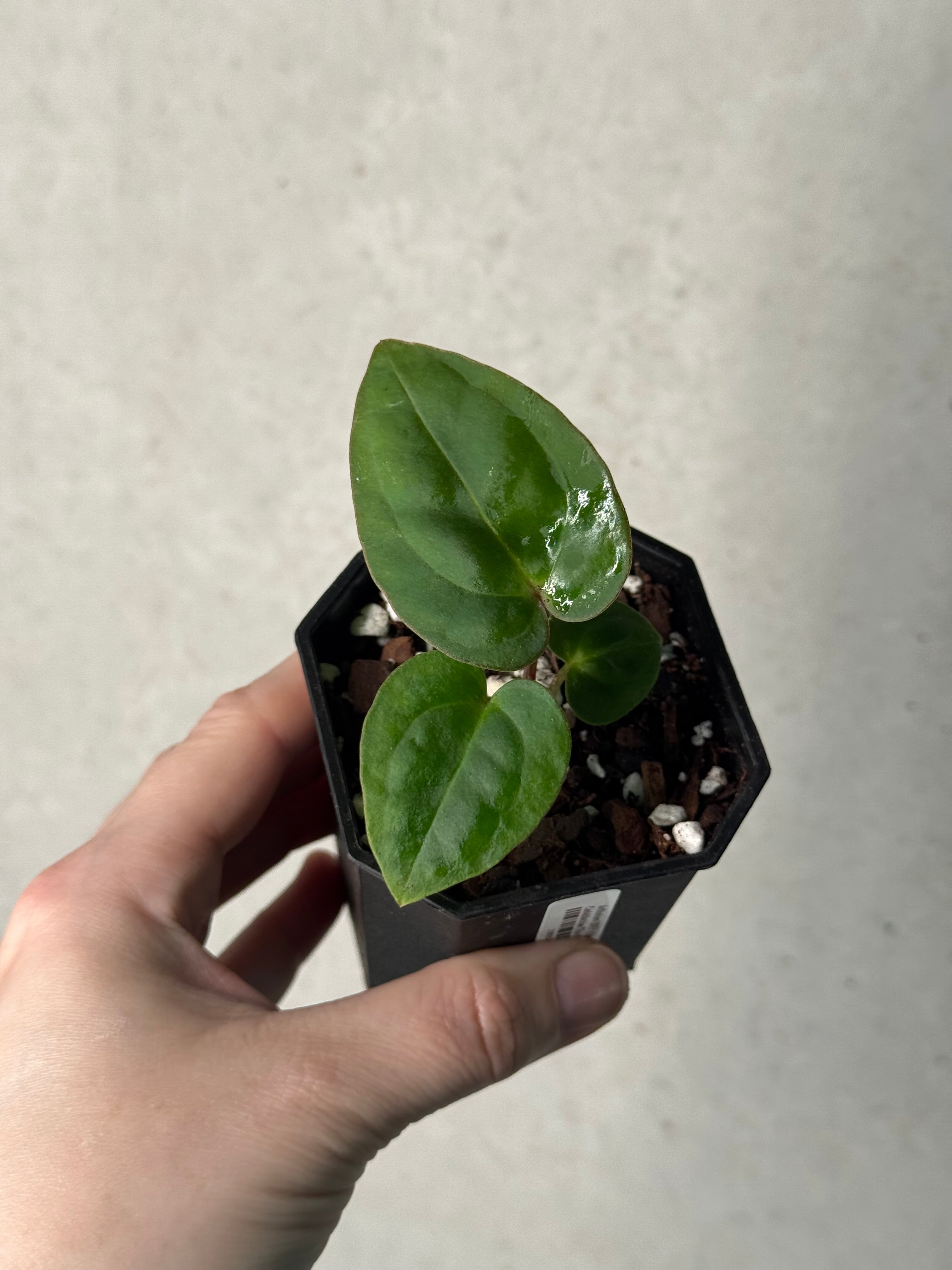 Anthurium (BVEP x Luxurians) x Carlablackiae ('Round' x GPH-001)