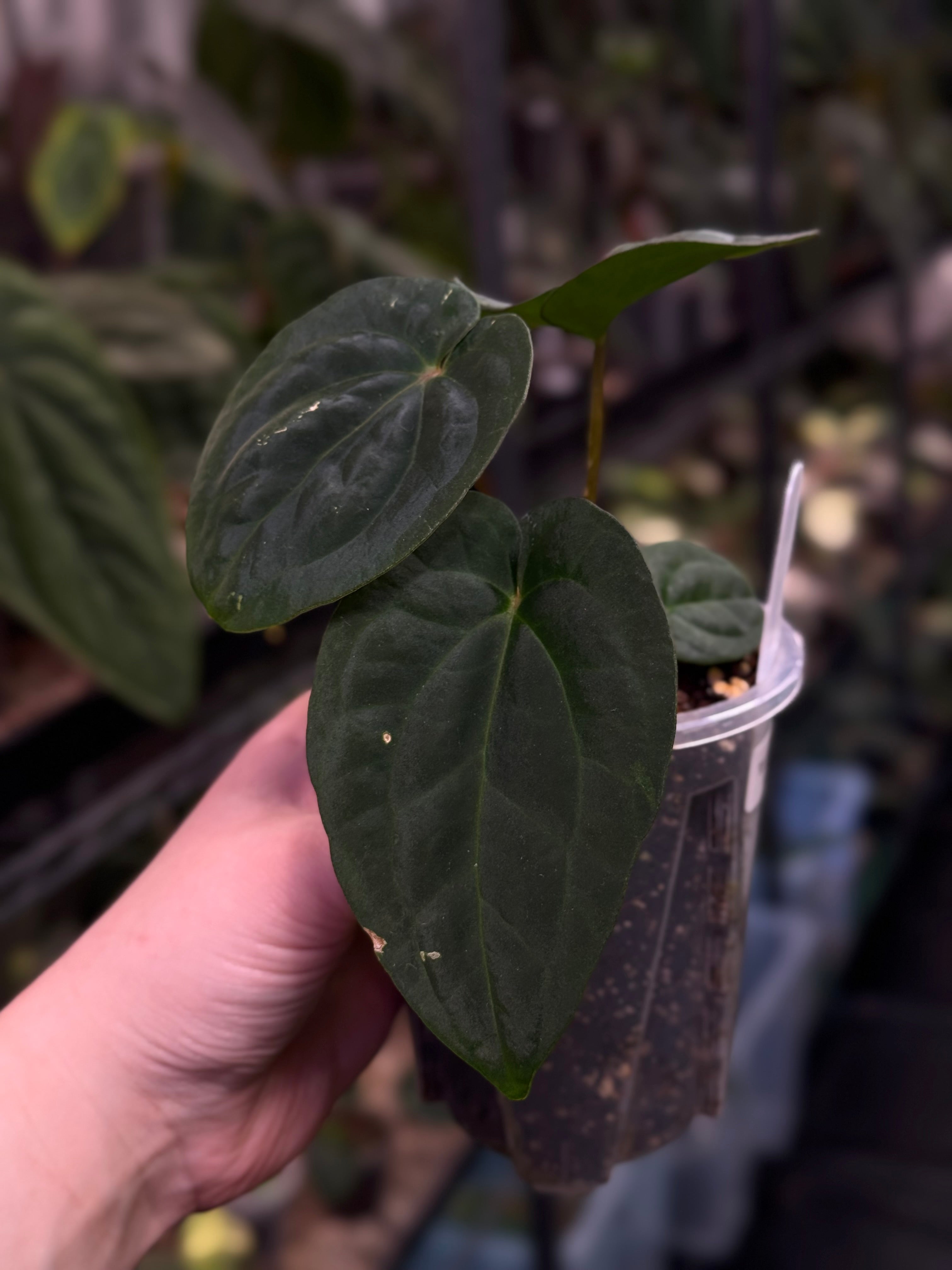 Anthurium (Dressleri RG F2 x Carlablackiae 'Amanda') x (Dressleri 'Oliver' x BVEP 'Felix')