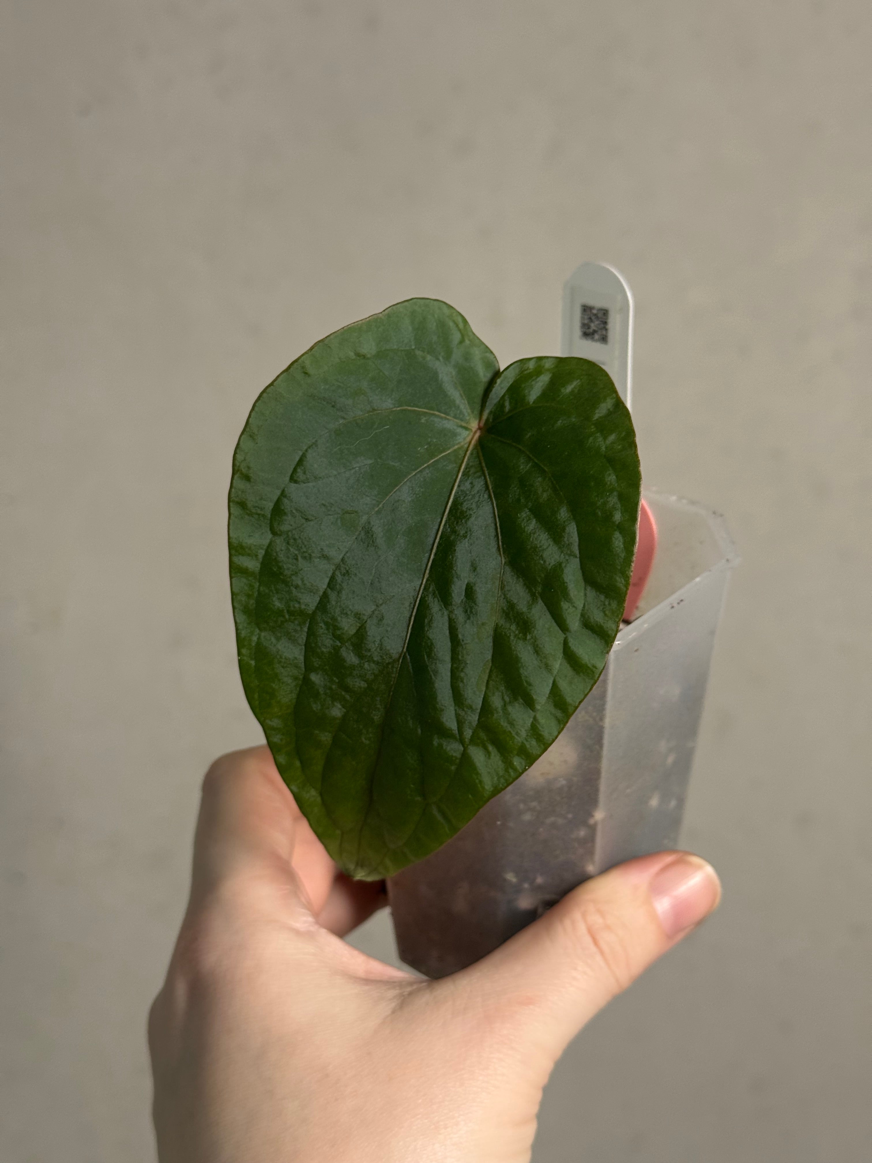 Anthurium Kunayalense F1 - Clone - Pre-order - SMUKHI