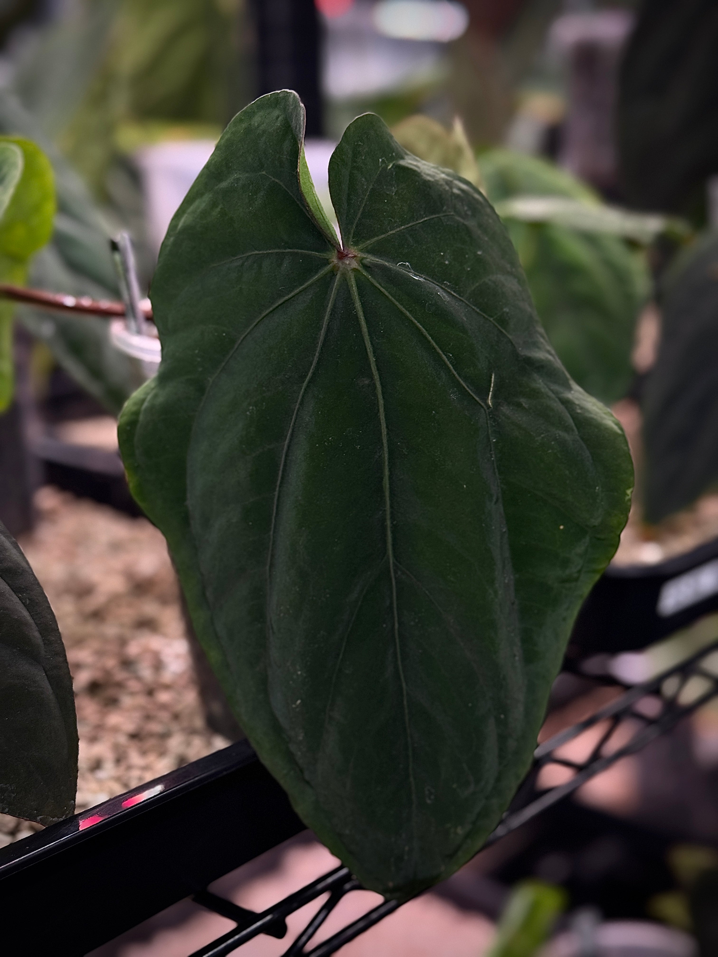 NFS: Anthurium Dressleri 'Windy' x RG F2 - Rare Finds for Refined