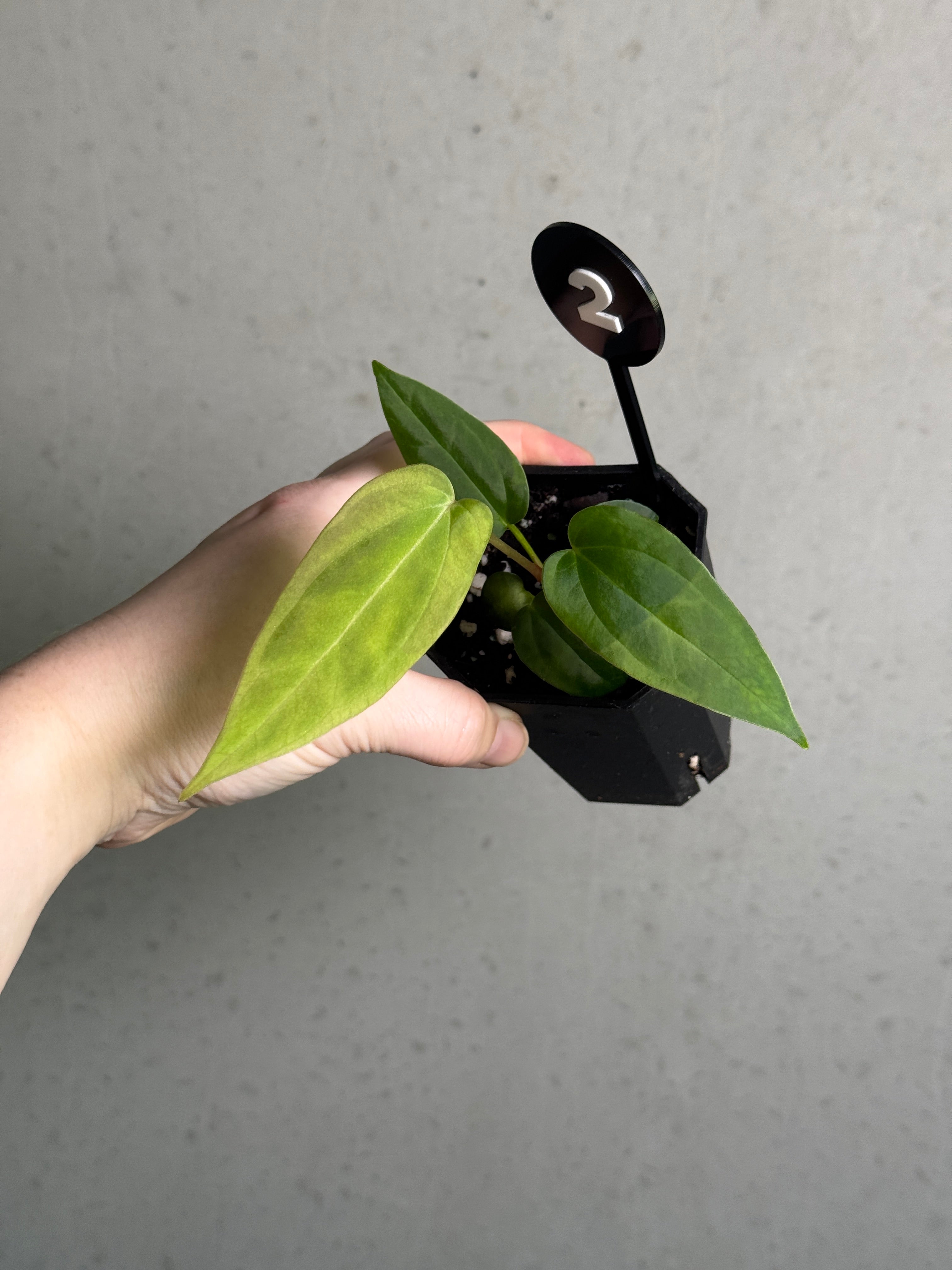 Crystallinaminum Anthurium BVEP plant with lush green leaves and vibrant spathes, showcasing the hybrid 'Ruin' x Portillae 'Dorito' variety.