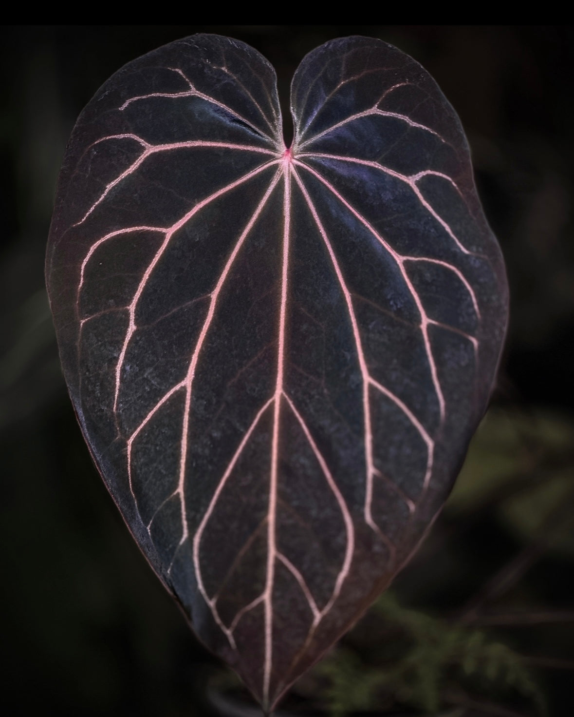 Anthurium Stripey X2 x (Black Widow x Michelle) 'PM1' - SMUKHI