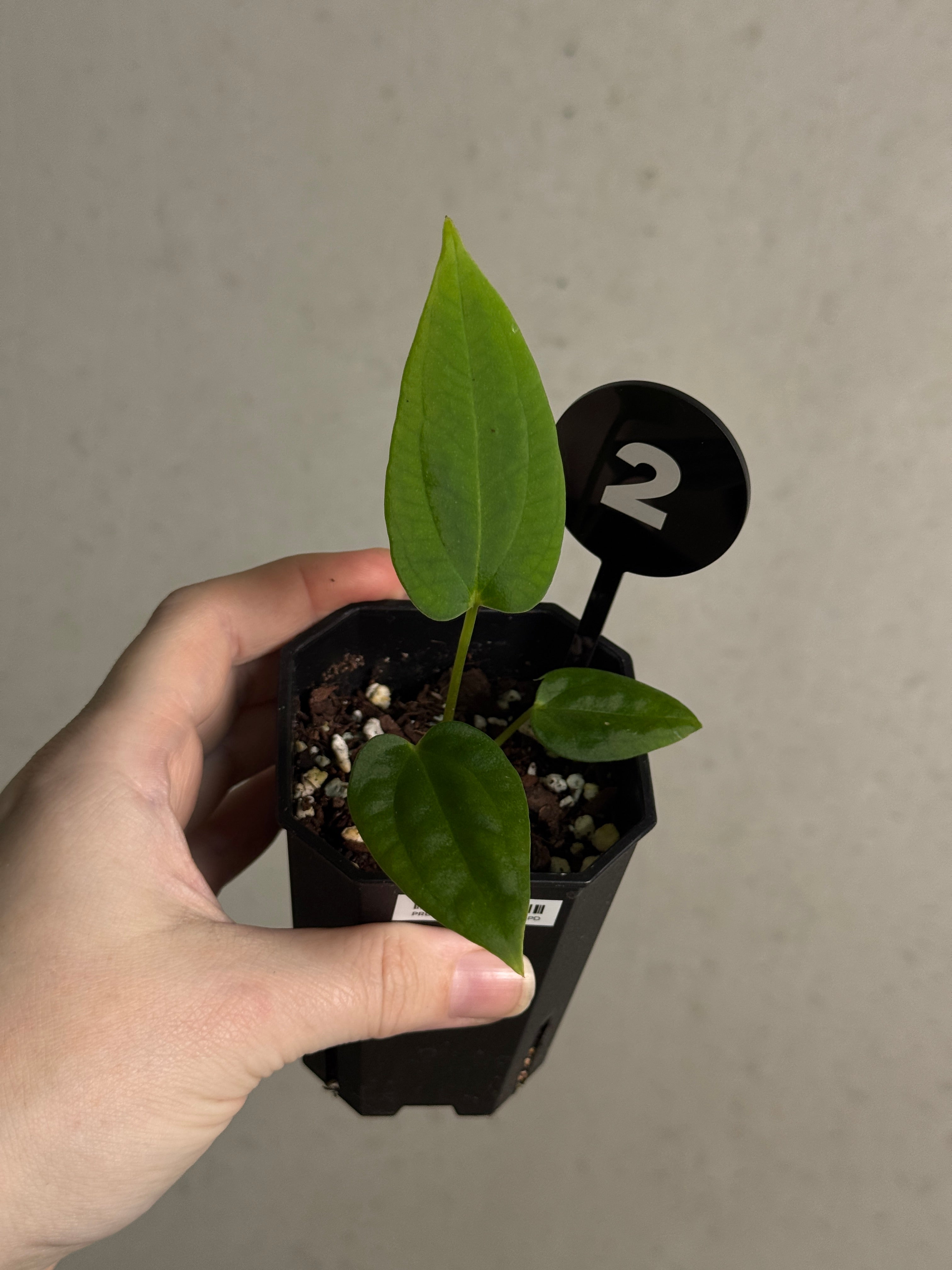 Anthurium BVEP ('Round' x RA1) 'Ruin' x Portillae 'Dorito' - Rare