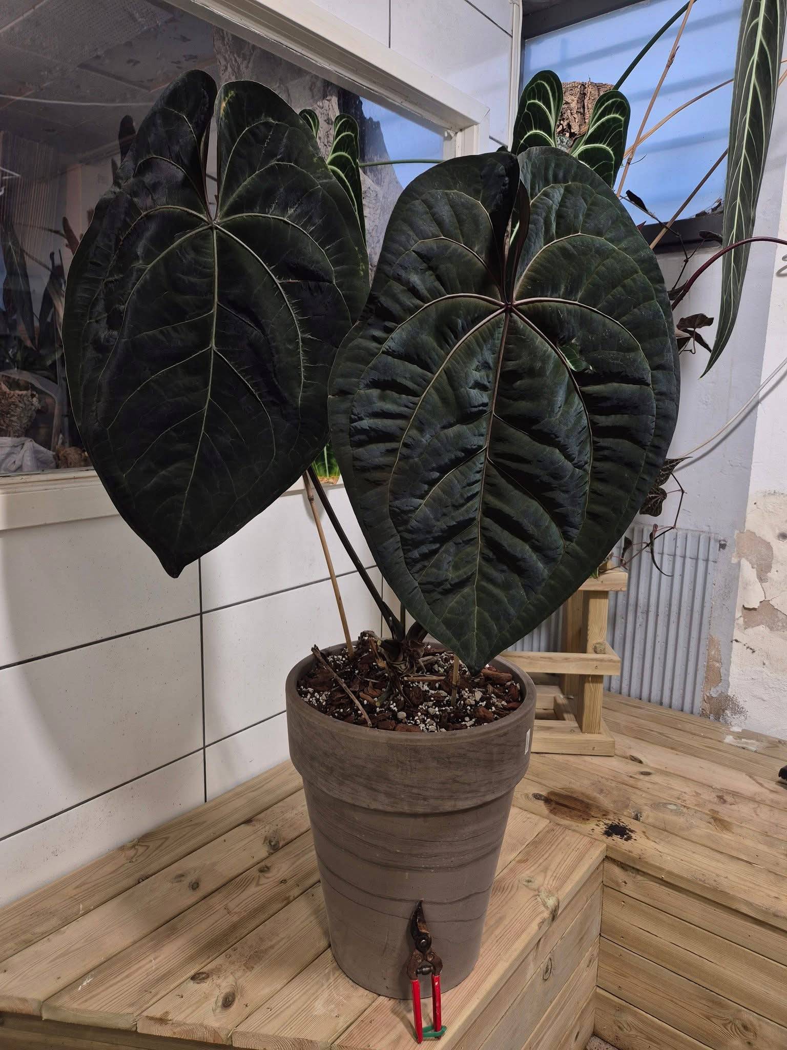 Anthurium Ace of Spades Dark Form x Portillae 'Dorito' - Clone