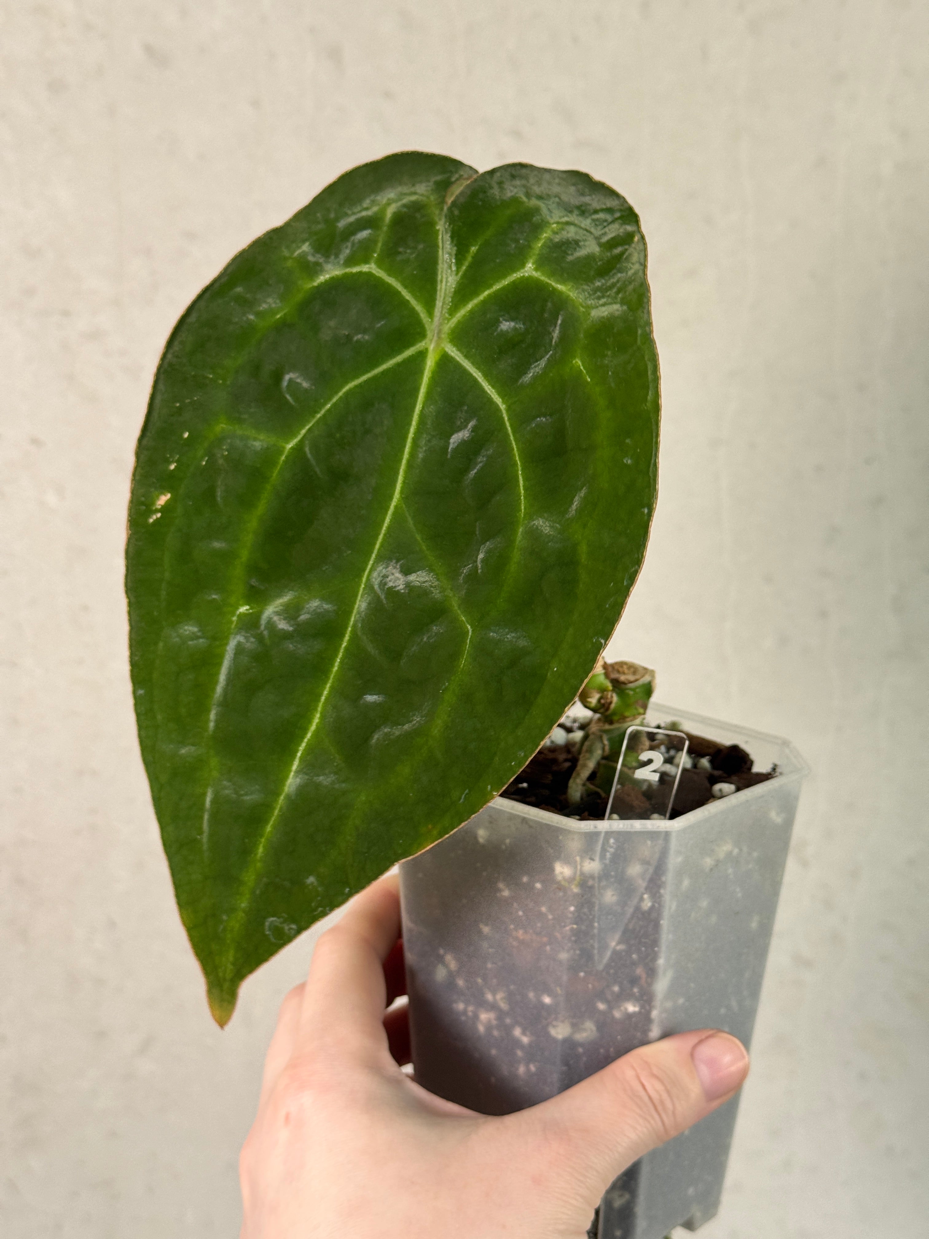 Anthurium Forgetii Silver/White Stripes
