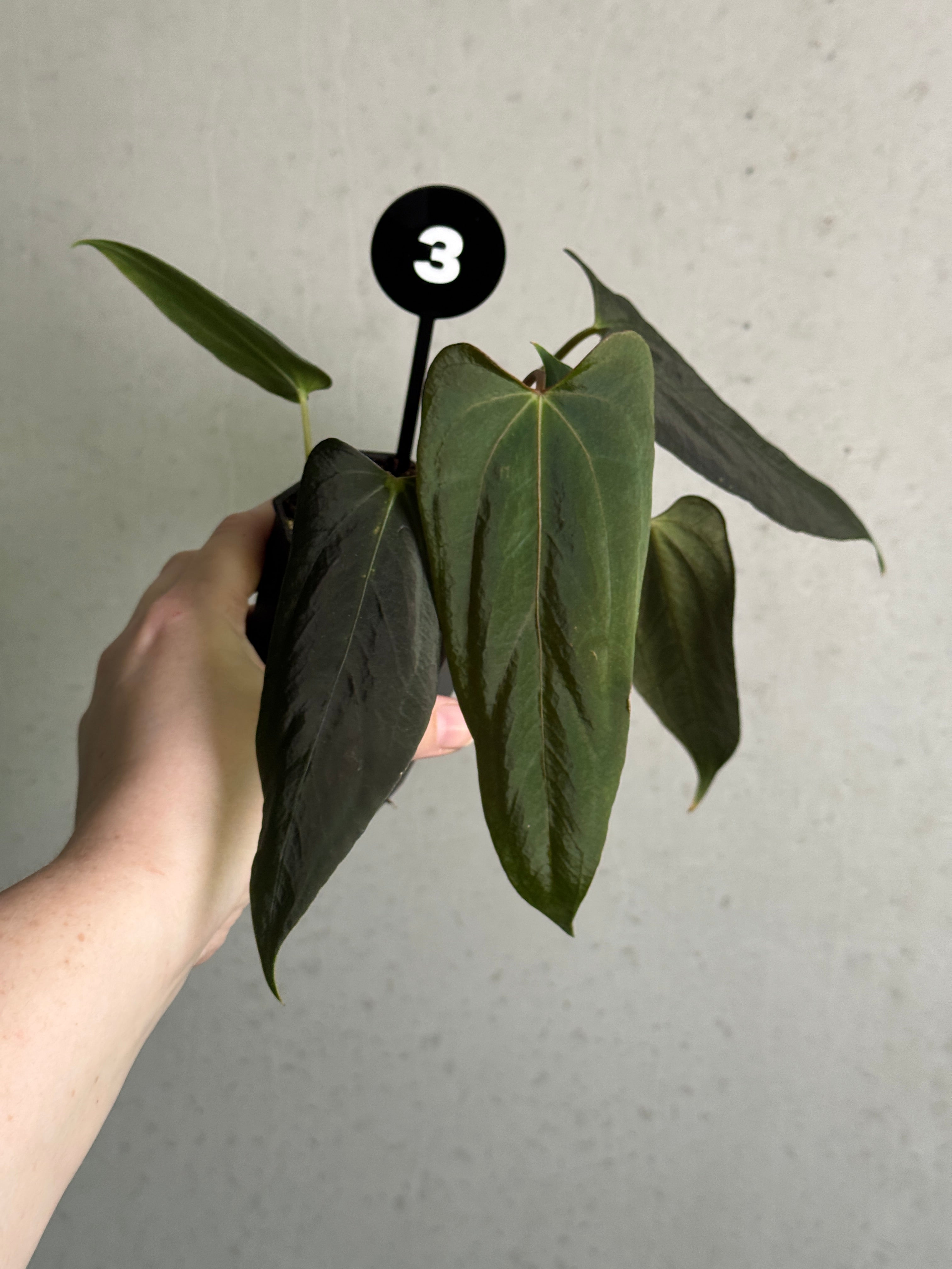 Healthy Anthurium FSxRL 'Grim Reaper' x Portillae 'Dorito' plant from Crystallinaminum, showing glossy leaves and unique foliage.