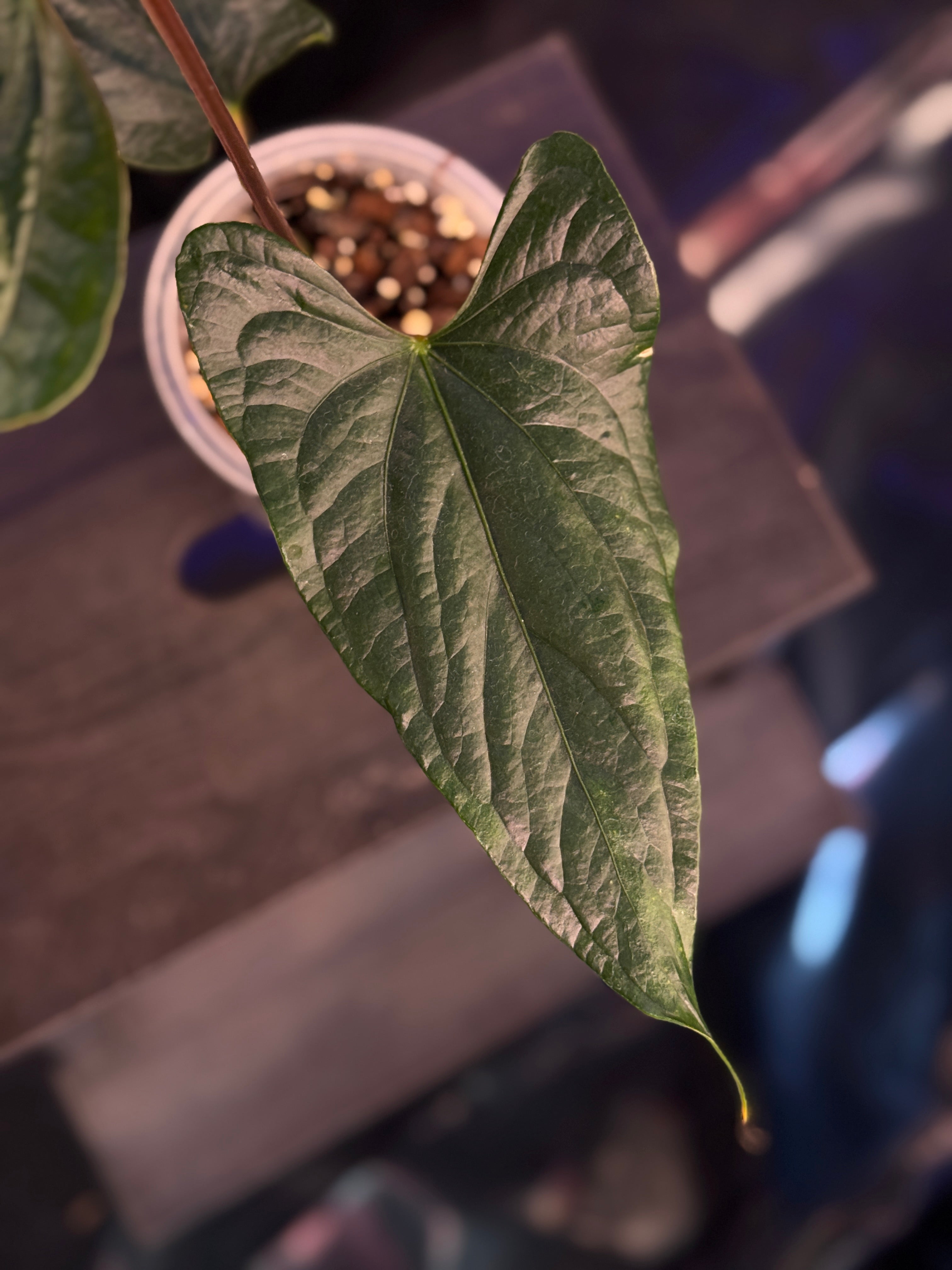 Anthurium Luxurians x cf. Nigrolaminum