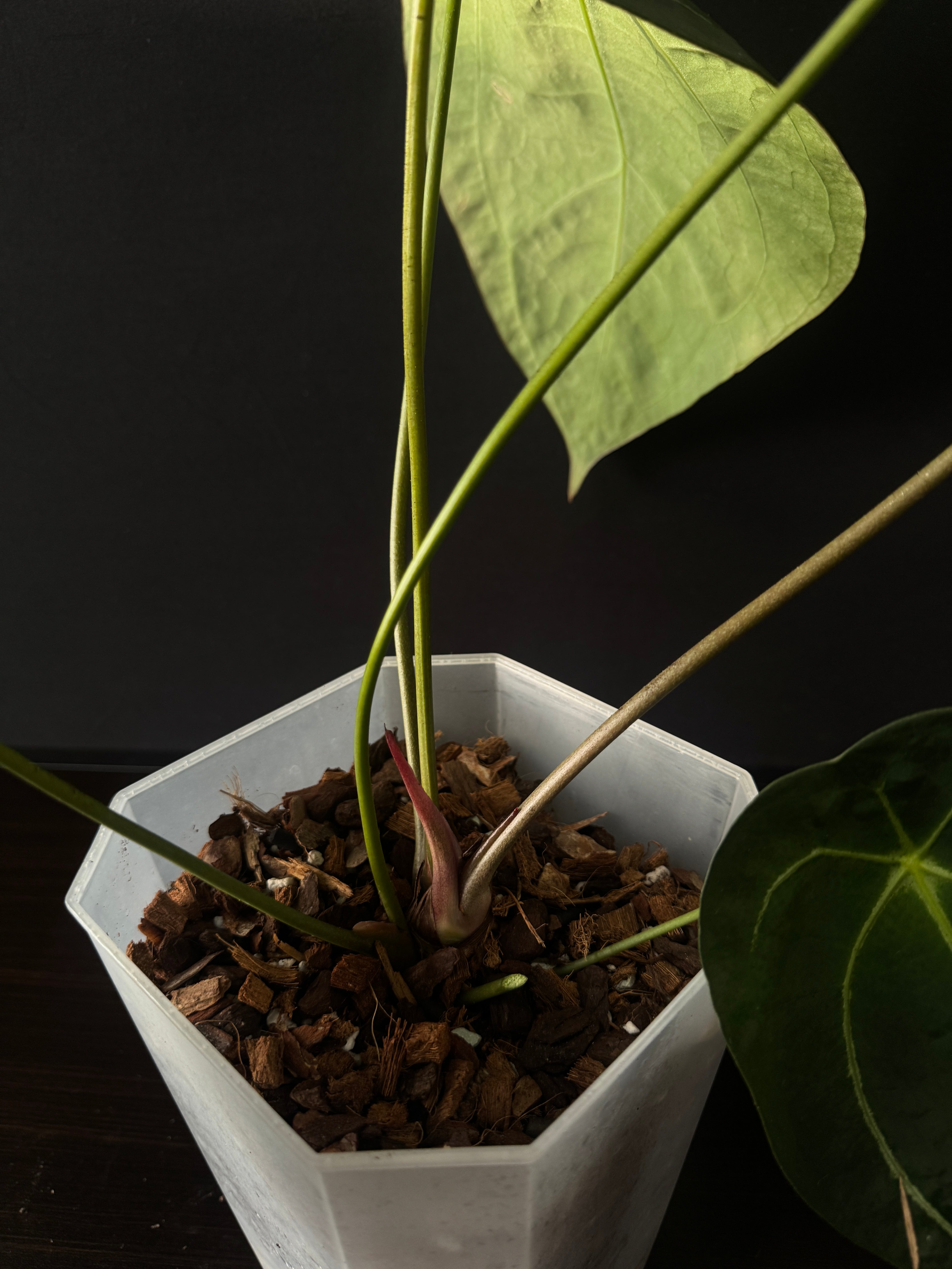 Anthurium Forgetii x (hybrid)