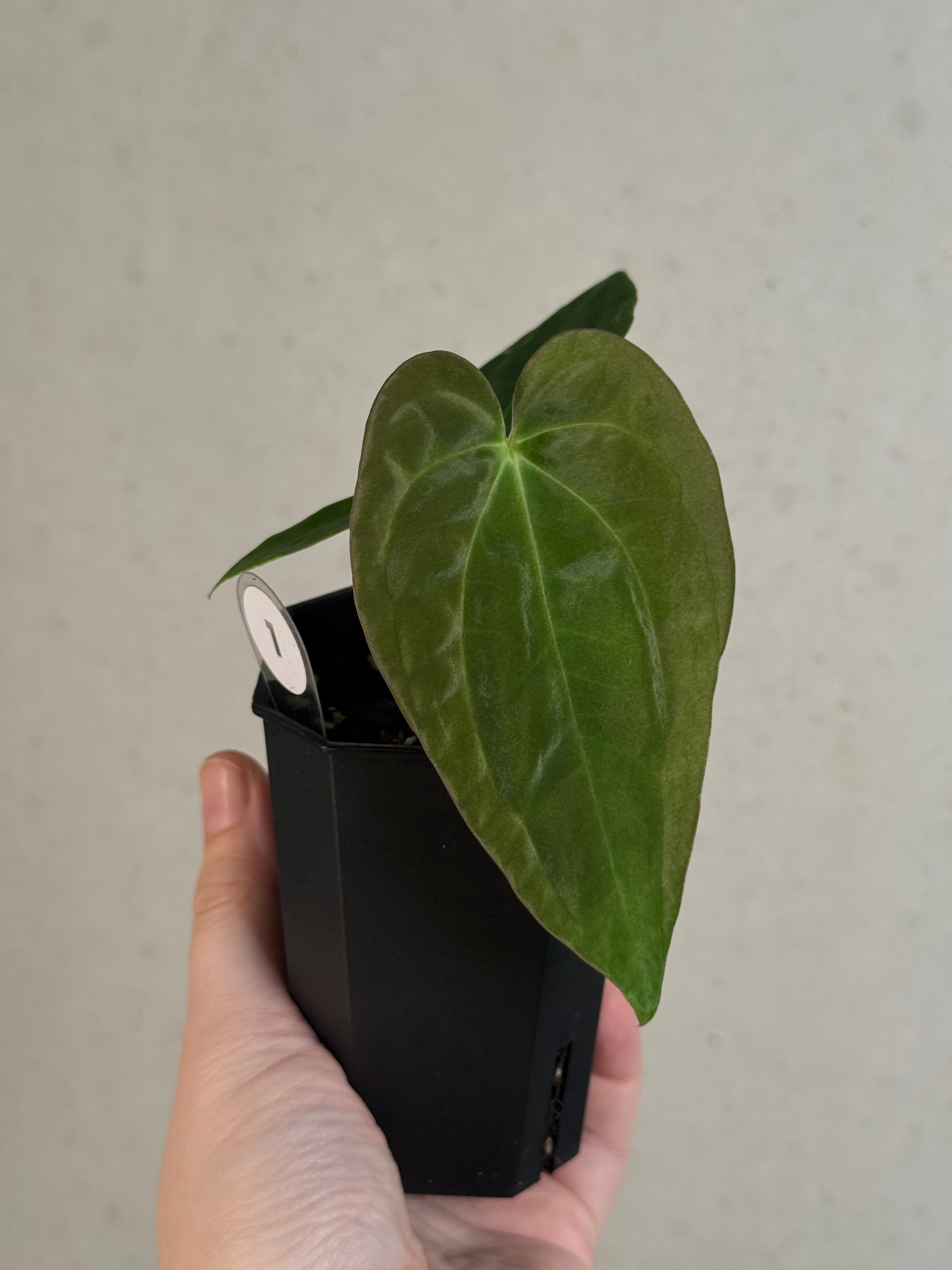 Anthurium Papillilaminum 'Guna Yala' x BVEP (‘Round’ x RA1)