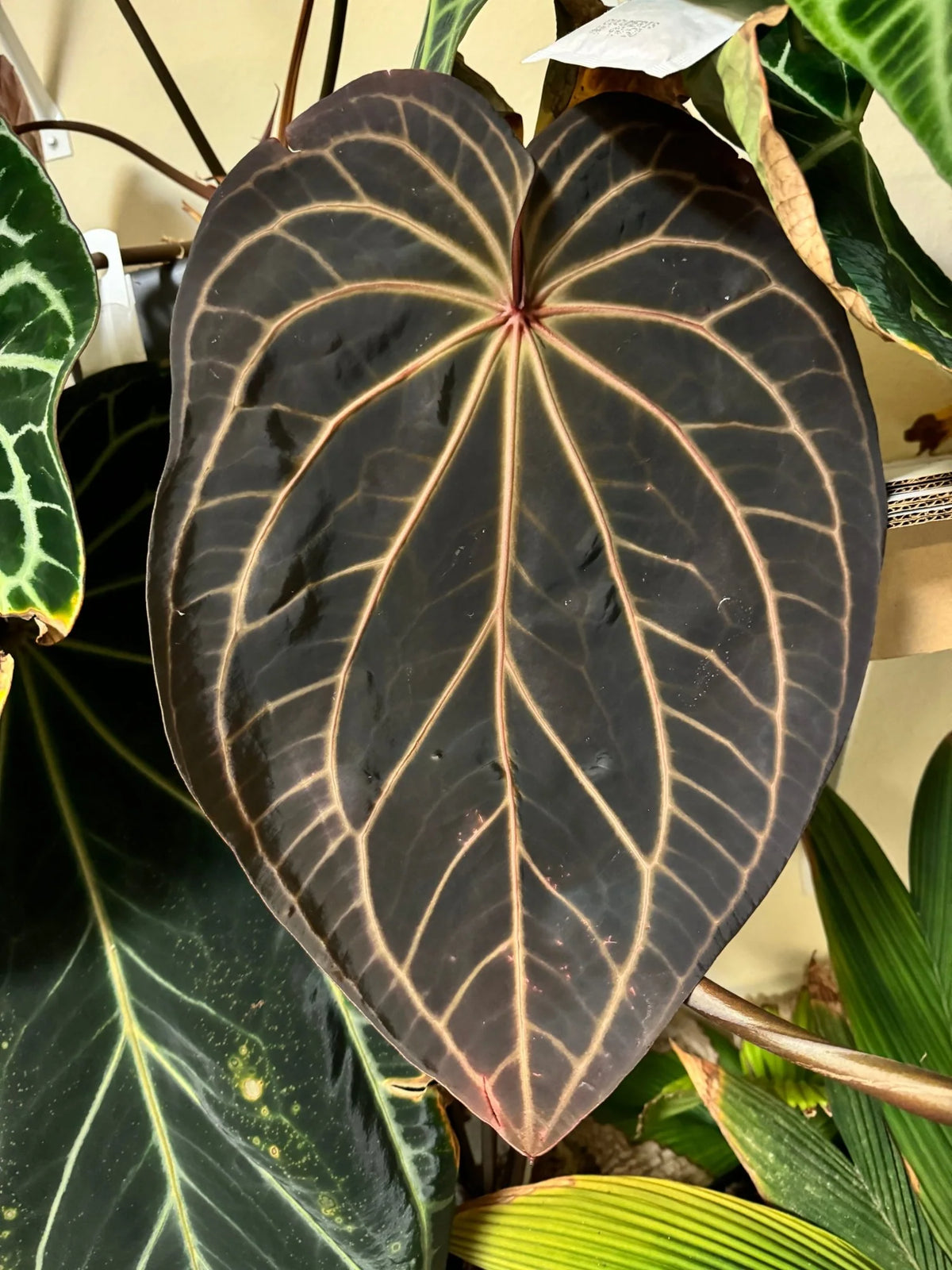 Granthuriums Anthurium NSE Bench Katie and GPH plants with lush green leaves in a garden setting