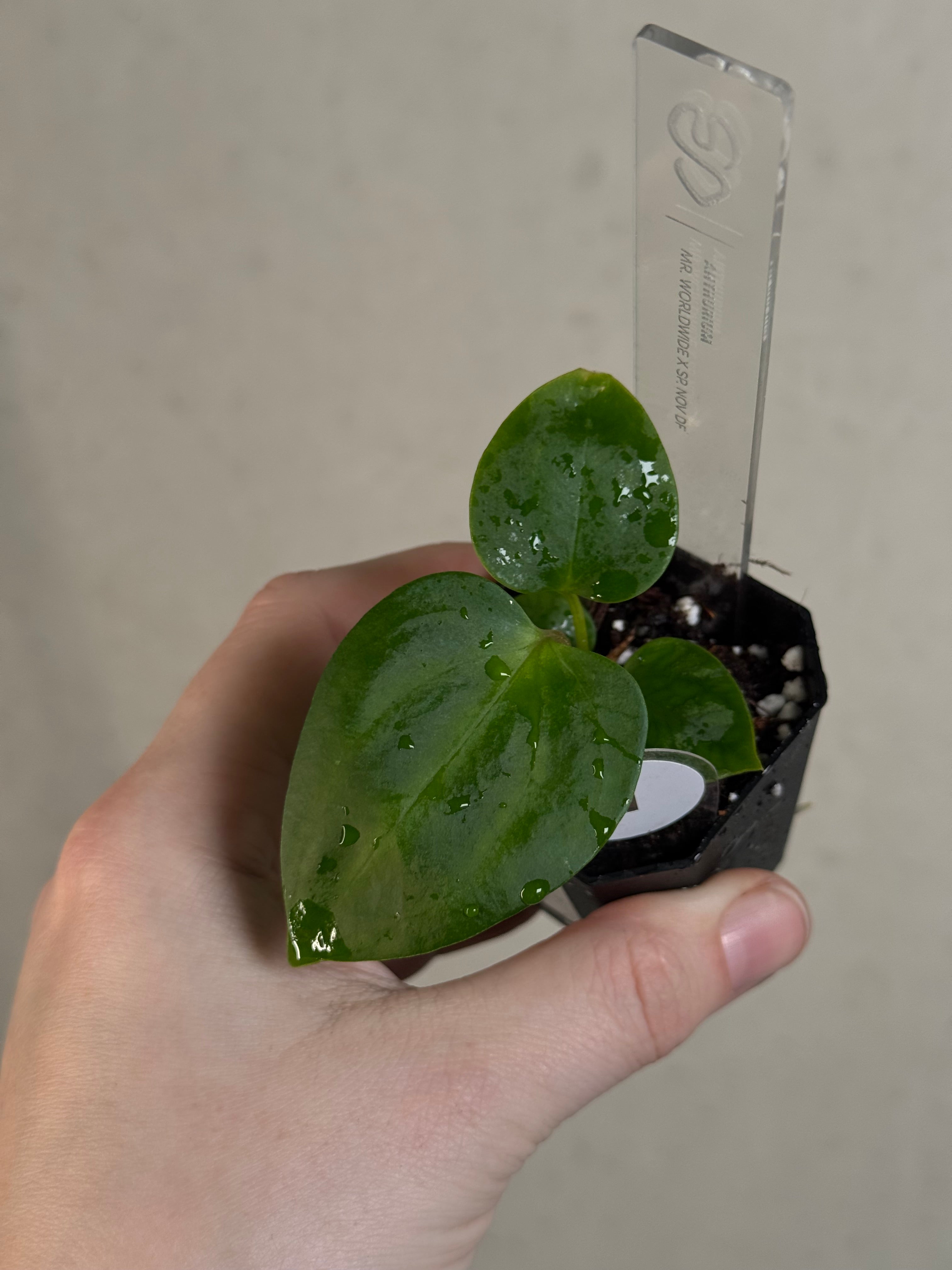 Anthurium Mr. Worldwide x sp. Nov DF