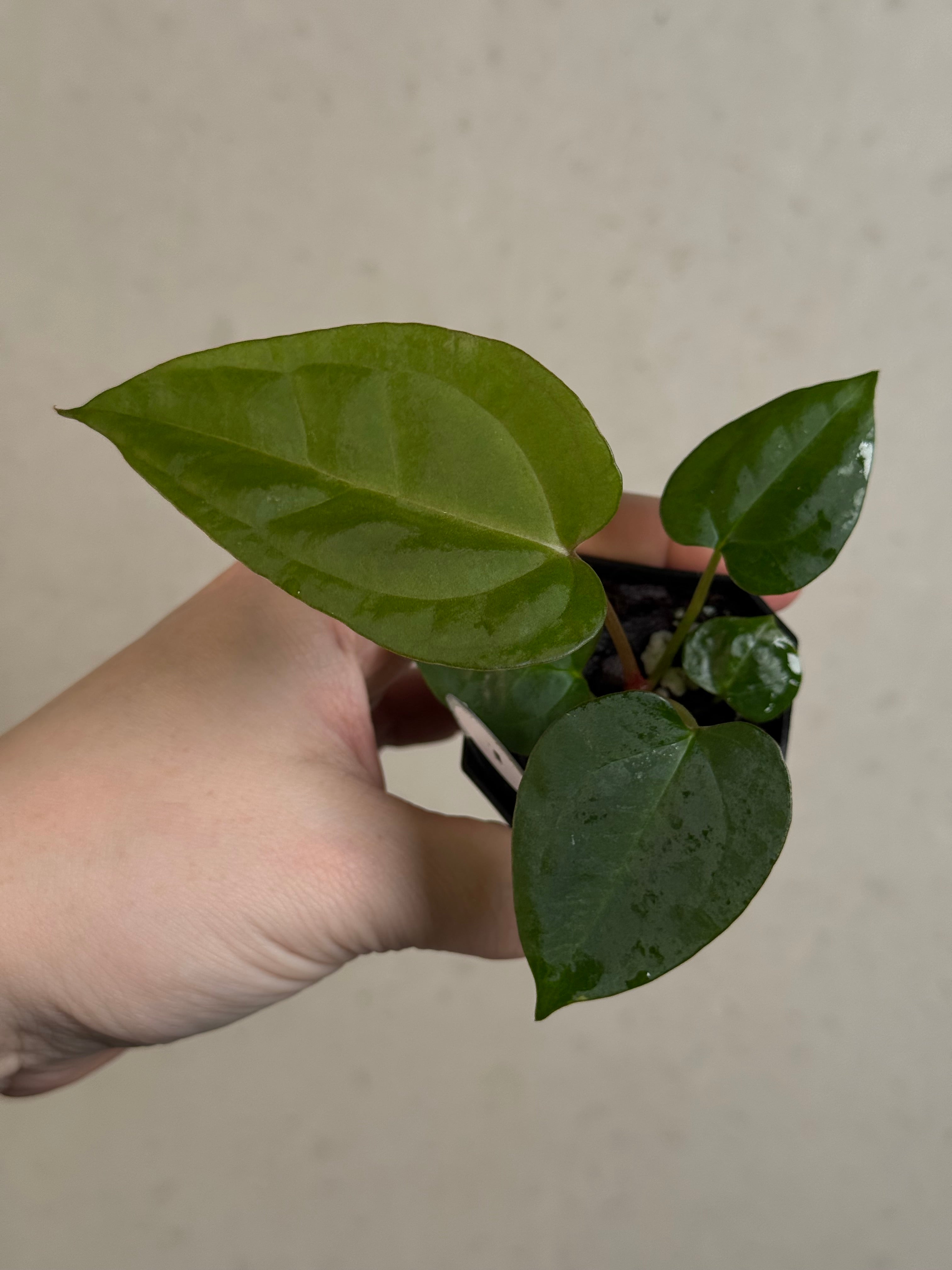 Anthurium (Goliath x Dark Phoenix) x Michelle