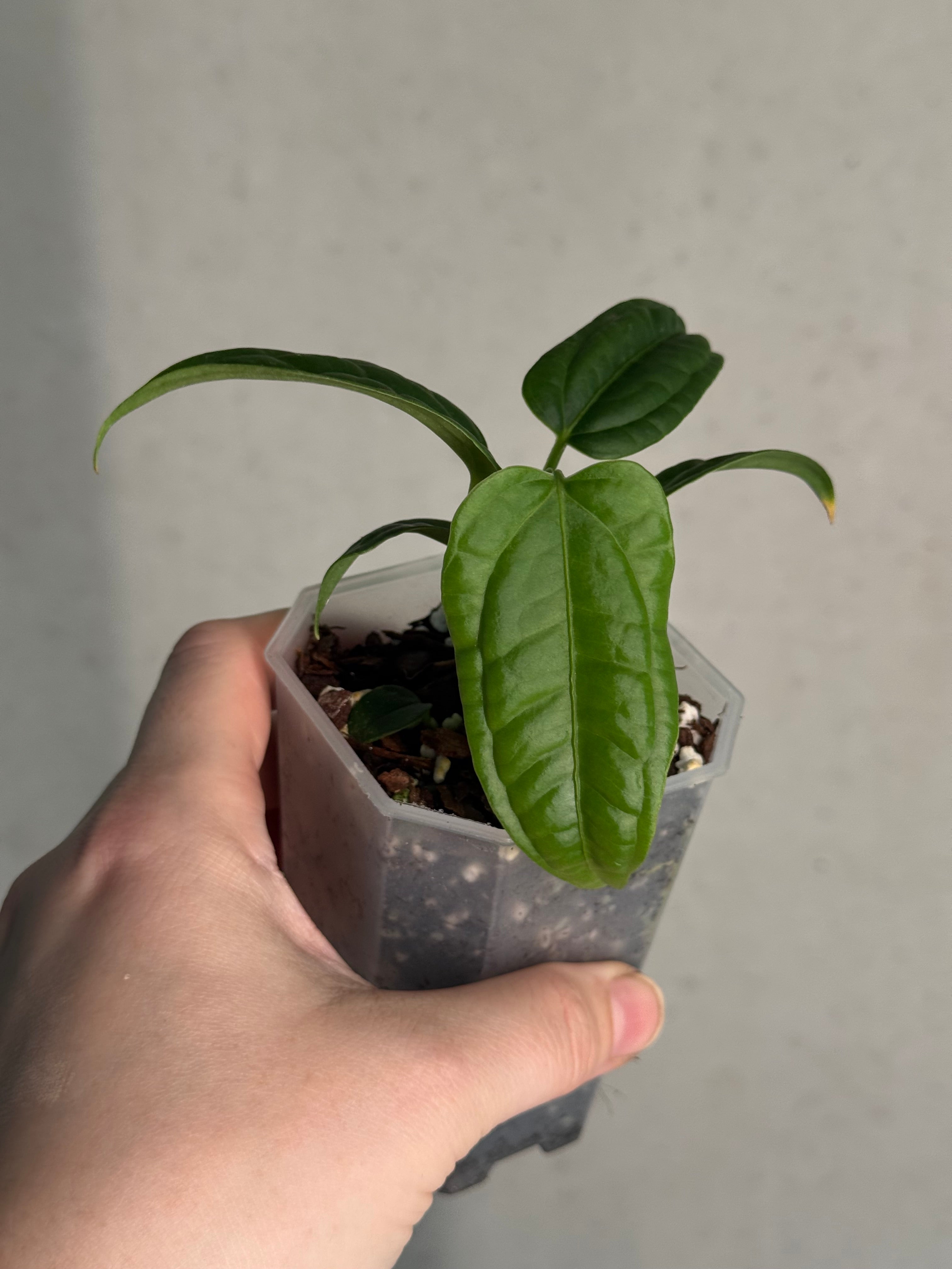 Anthurium Lappoanum S1