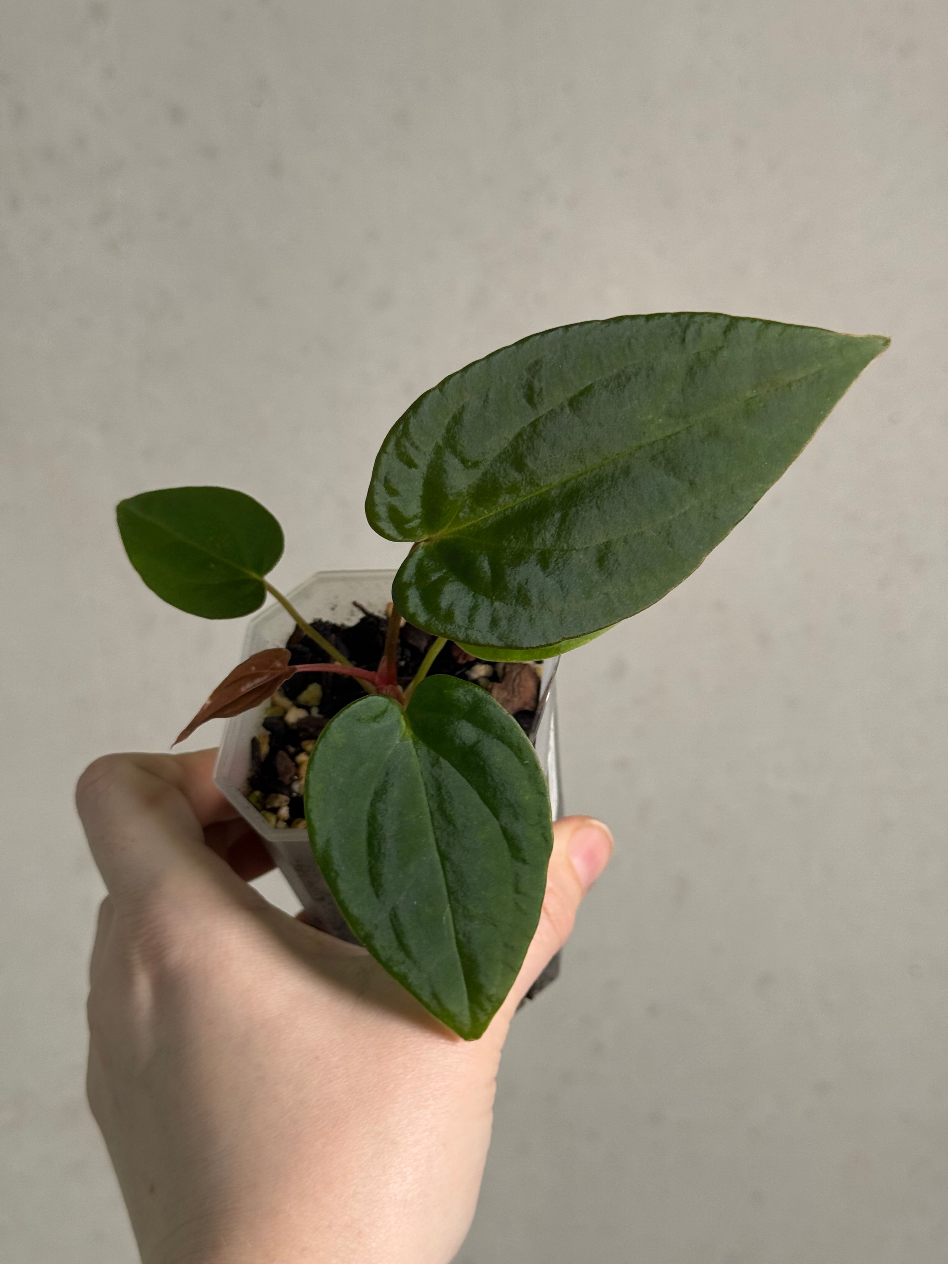 Anthurium (Dark Phoenix x Blue Papillilaminum) x Fort Sherman S1 - SMUKHI