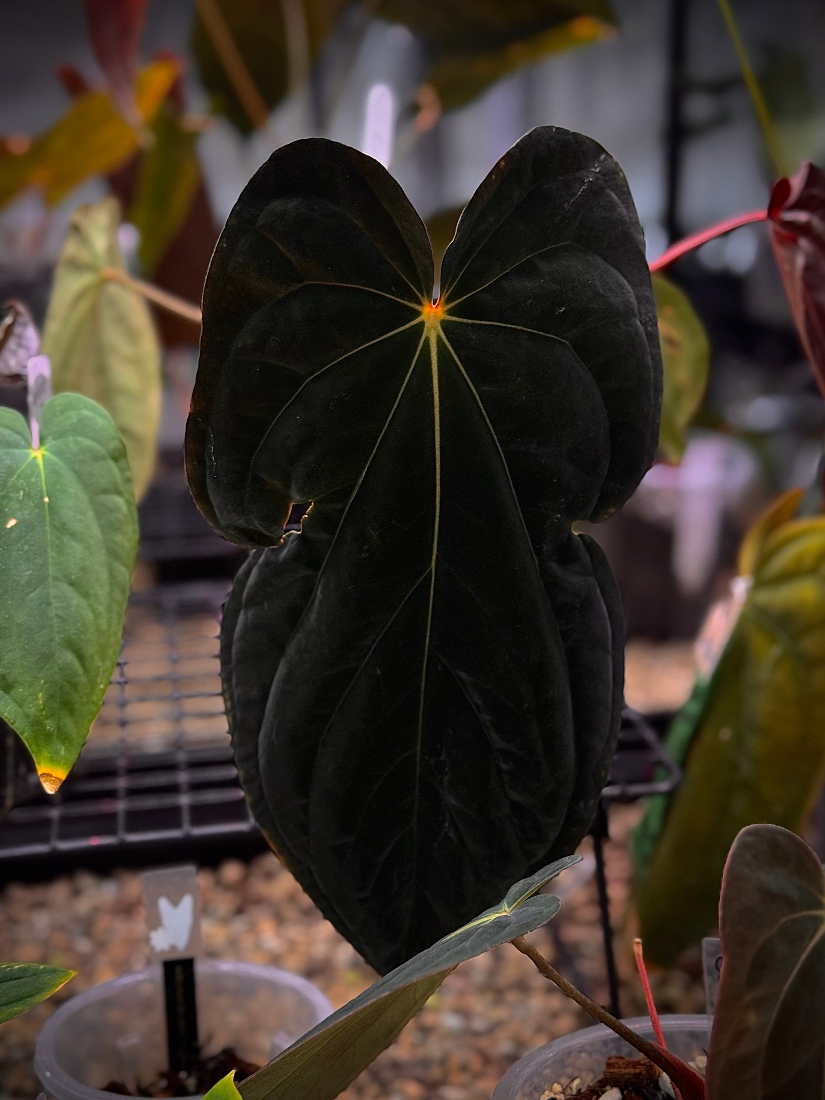 NFS: Anthurium BVEP RA9 - Rare Finds for Refined Collections | SMUKHI