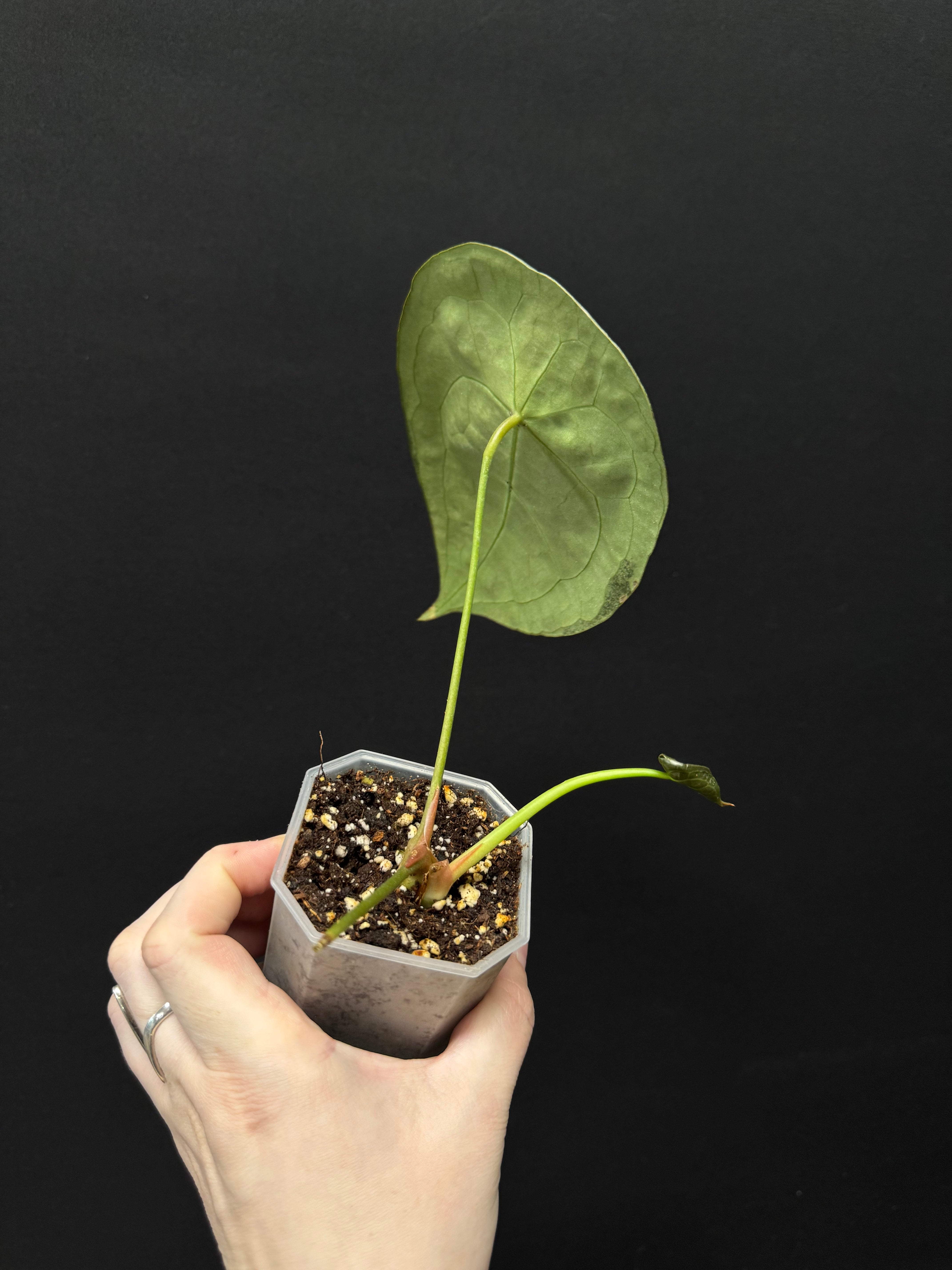 Anthurium Forgetii Silver/White Stripes