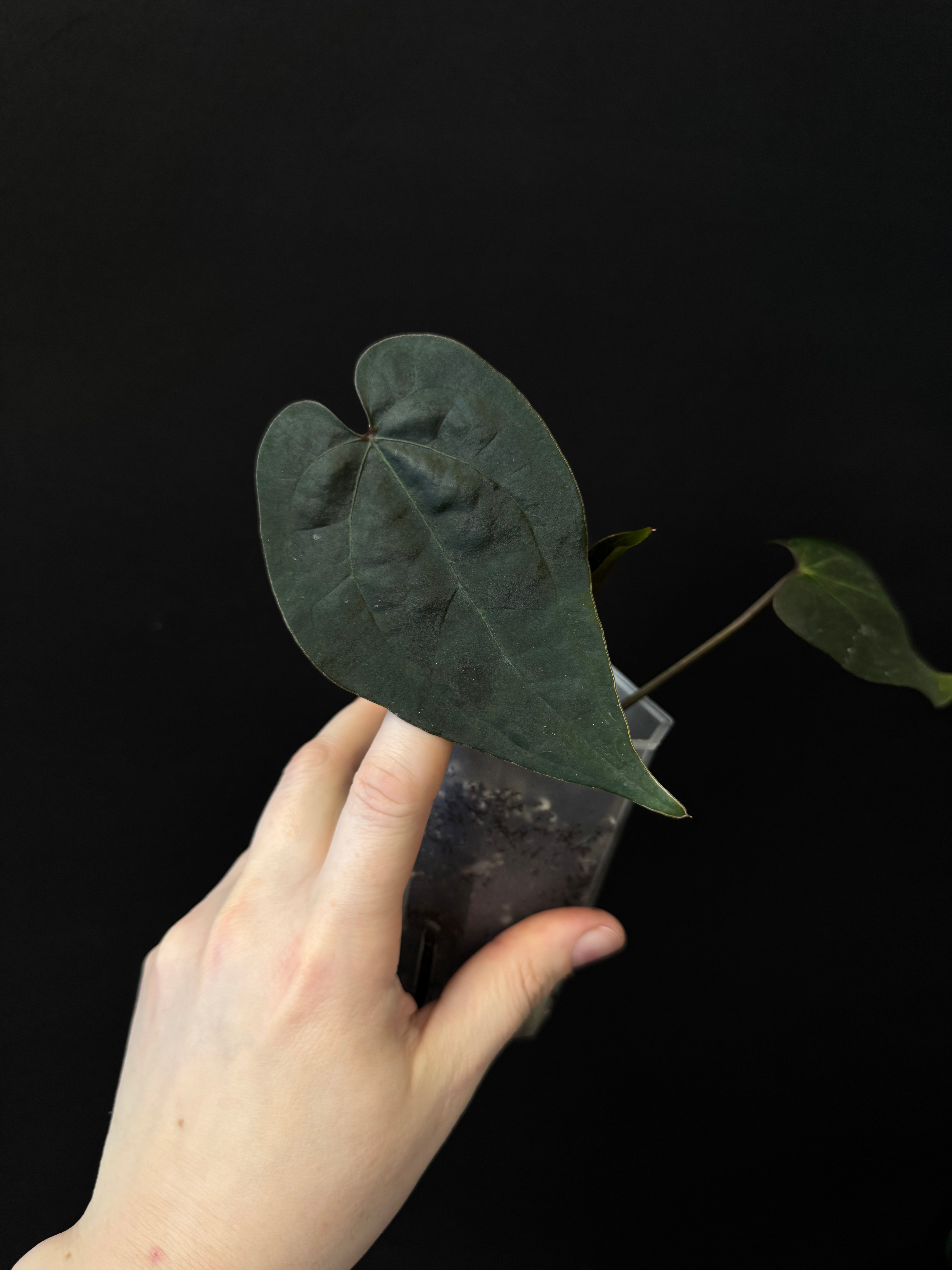 Anthurium Ace Of Spades Dark Form (SKG) F1