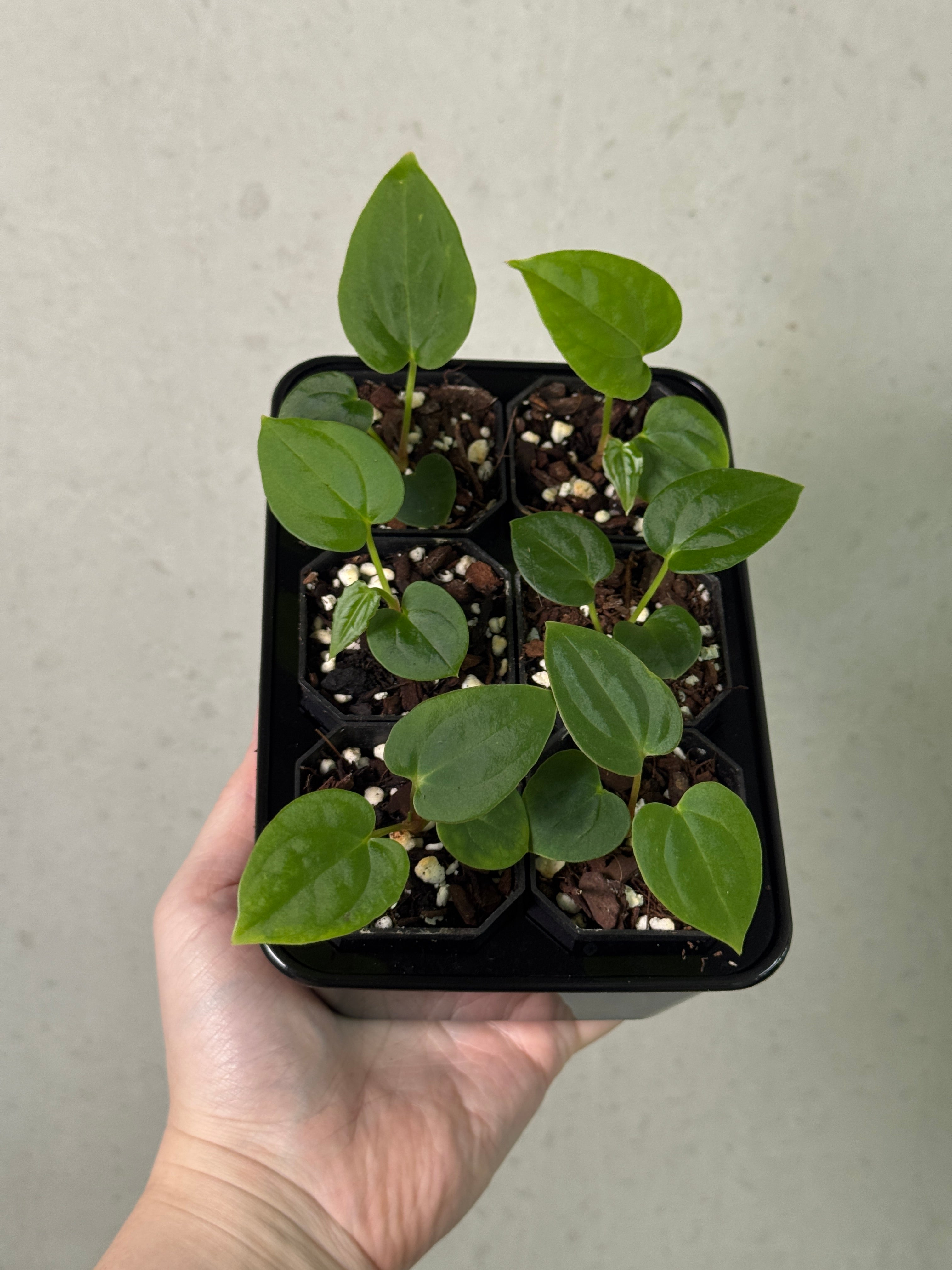 Anthurium Fort Sherman S1 x BVEP plant by SMUKHI with lush green leaves and vibrant red flowers, displayed against a neutral background.