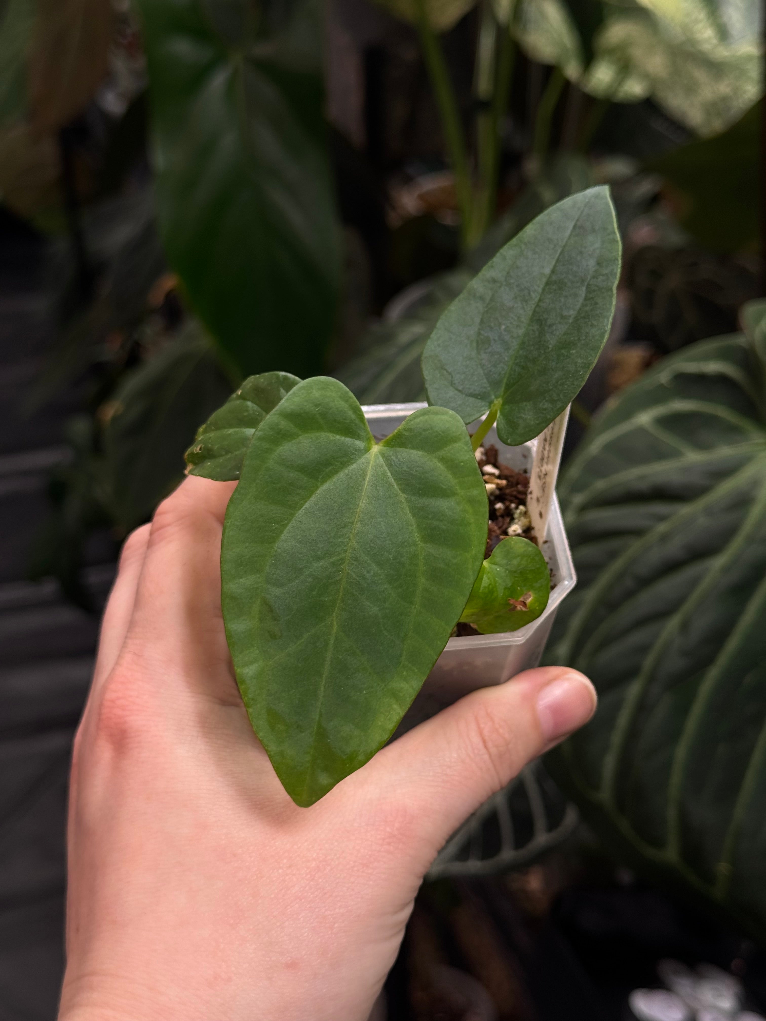 Anthurium Dressleri NSE 'Obsidian' x RG